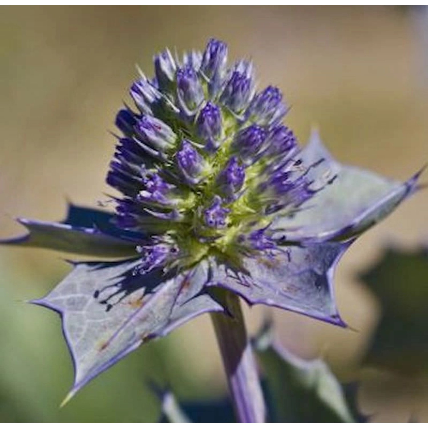 Stranddistel - Eryngium maritimum günstig online kaufen