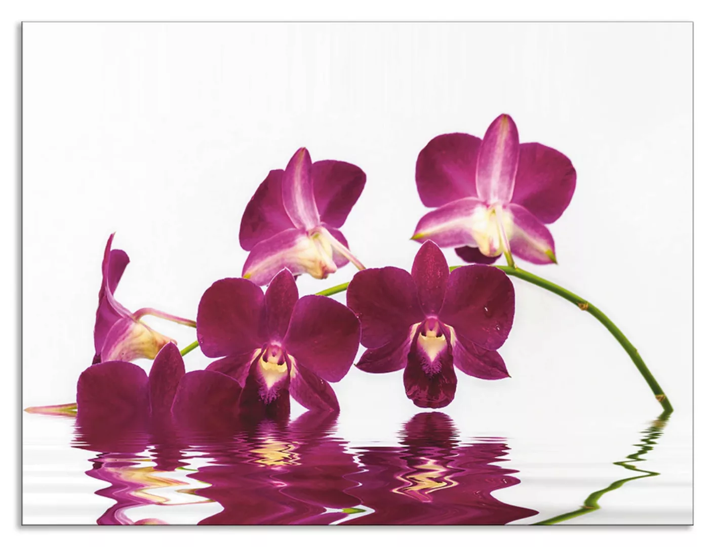 Artland Küchenrückwand »Phalaenopsis Orchidee«, (1 tlg.), Alu Spritzschutz günstig online kaufen