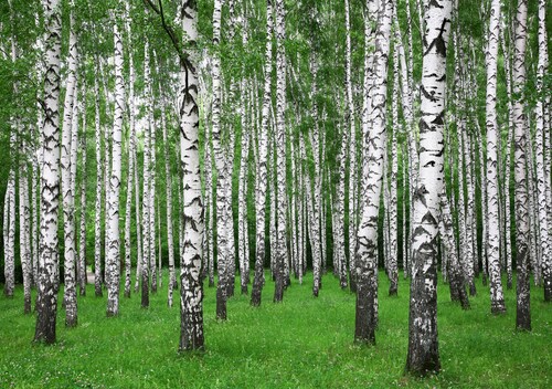 Papermoon Fototapete »Summer Birch Forest« günstig online kaufen