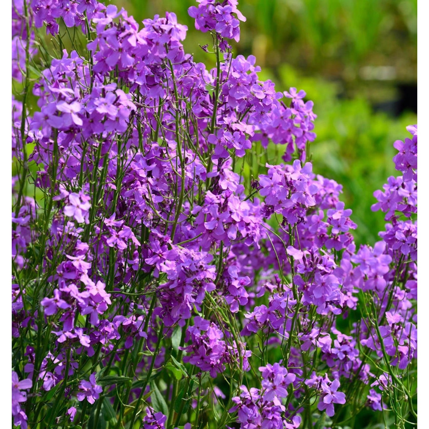 Nachtviole - Hesperis matronalis günstig online kaufen