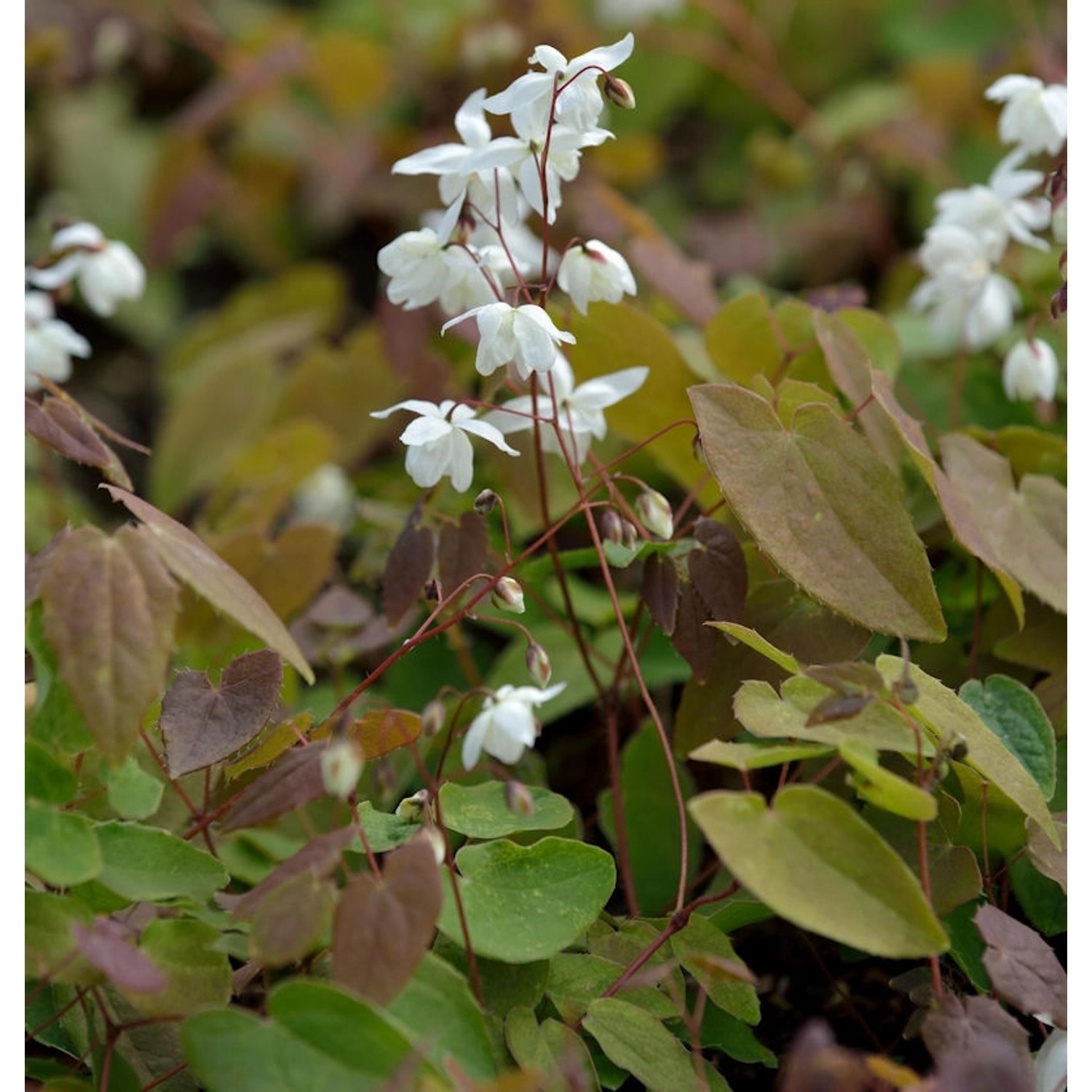 Elfenblume  - Sockenblume - Epimedium diphyllum günstig online kaufen