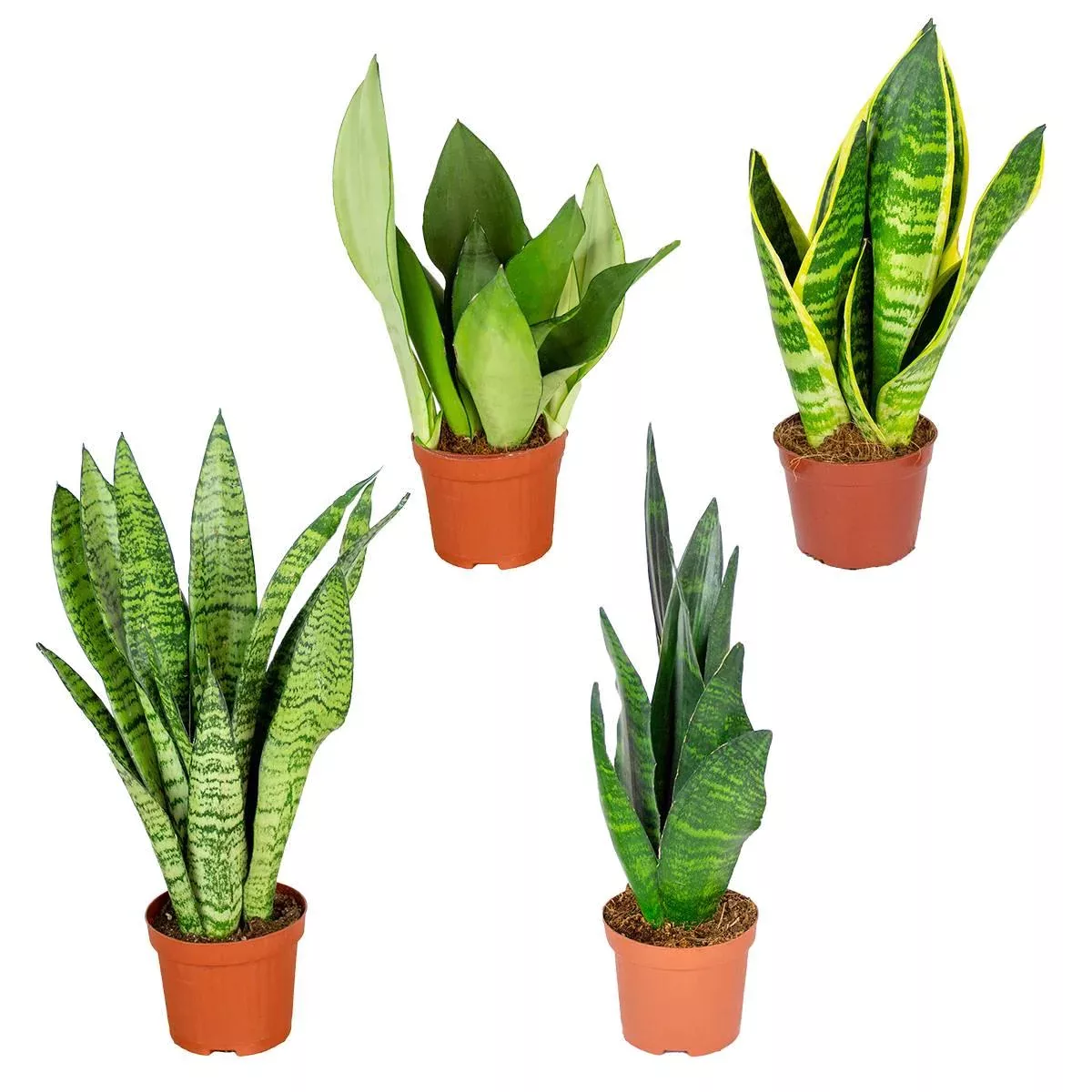 Casa Caron | Set mit 4 Sansevieria Moonshine günstig online kaufen