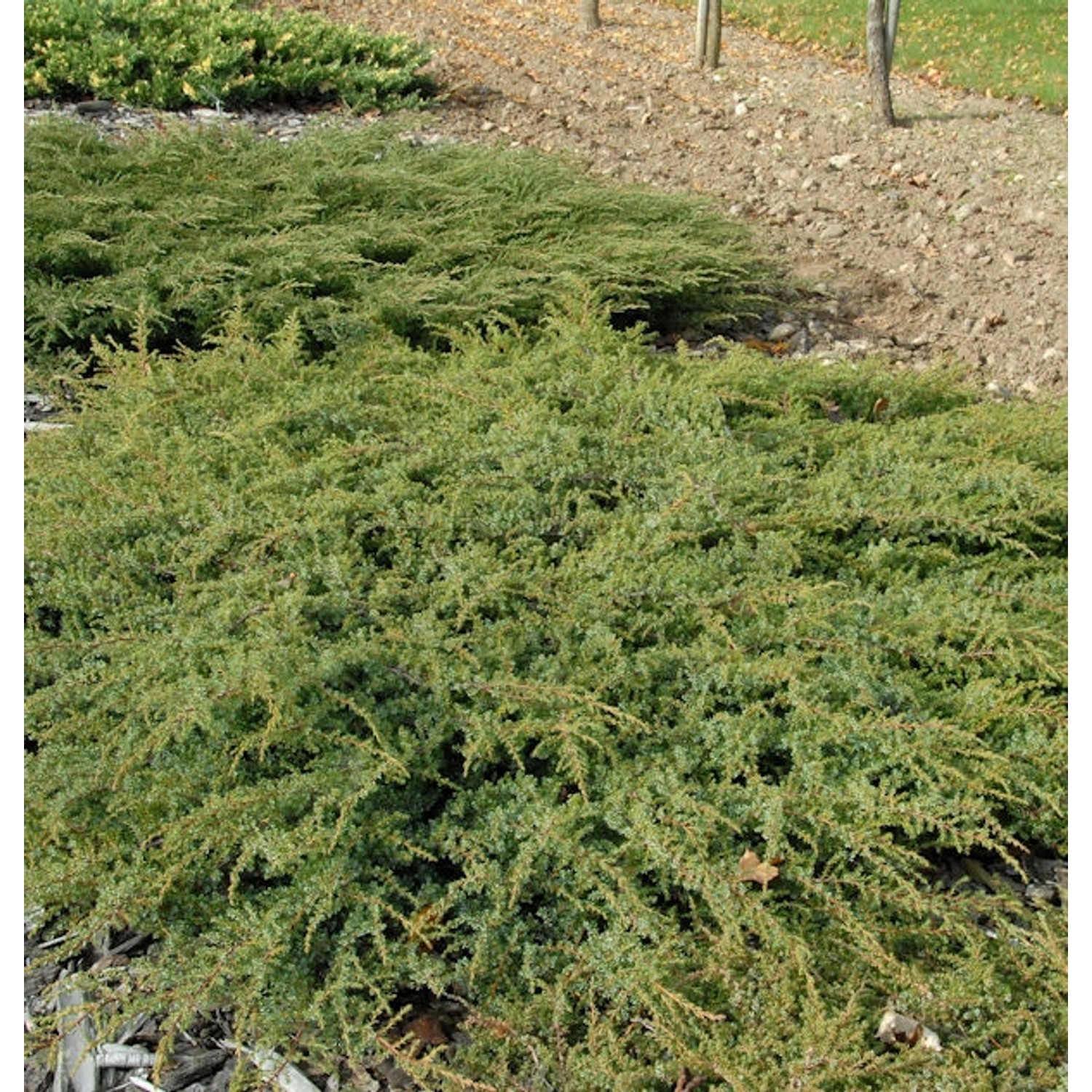 Kriechender Heidewacholder Hornibrook 100-125cm - Juniperus communis Hornib günstig online kaufen