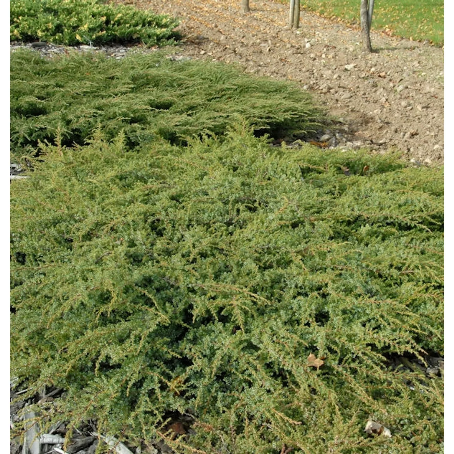 Kriechender Heidewacholder Hornibrook 60-80cm - Juniperus communis Hornibro günstig online kaufen