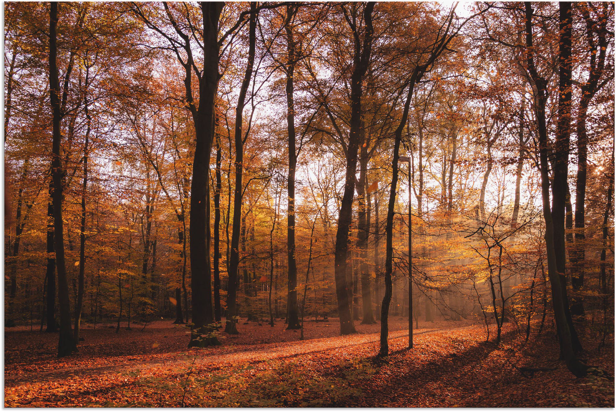 Artland Wandbild "Sonnenaufgang im Herbst II", Wald, (1 St.), als Alubild, günstig online kaufen