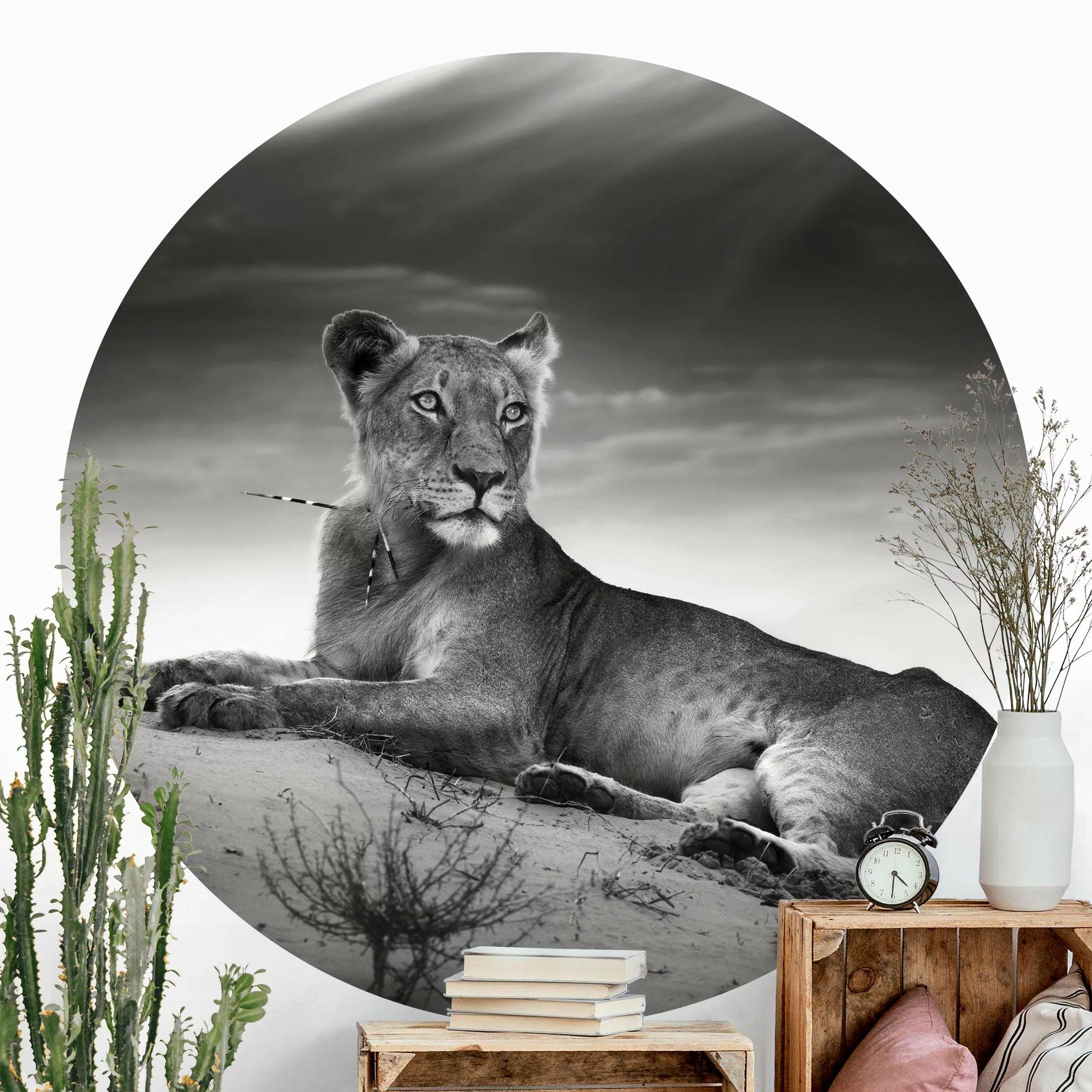 Runde Fototapete selbstklebend Resting Lion günstig online kaufen
