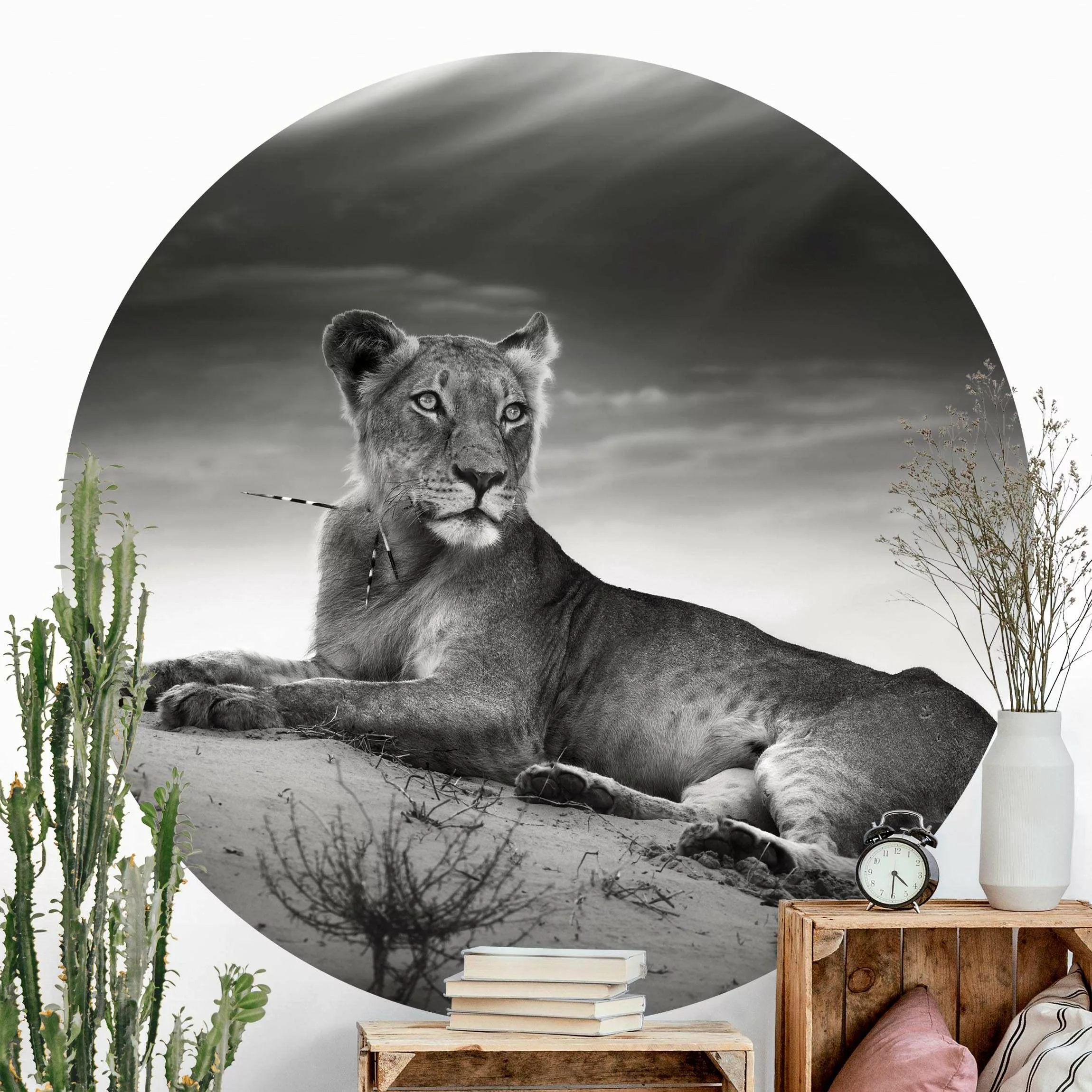 Runde Fototapete Resting Lion günstig online kaufen