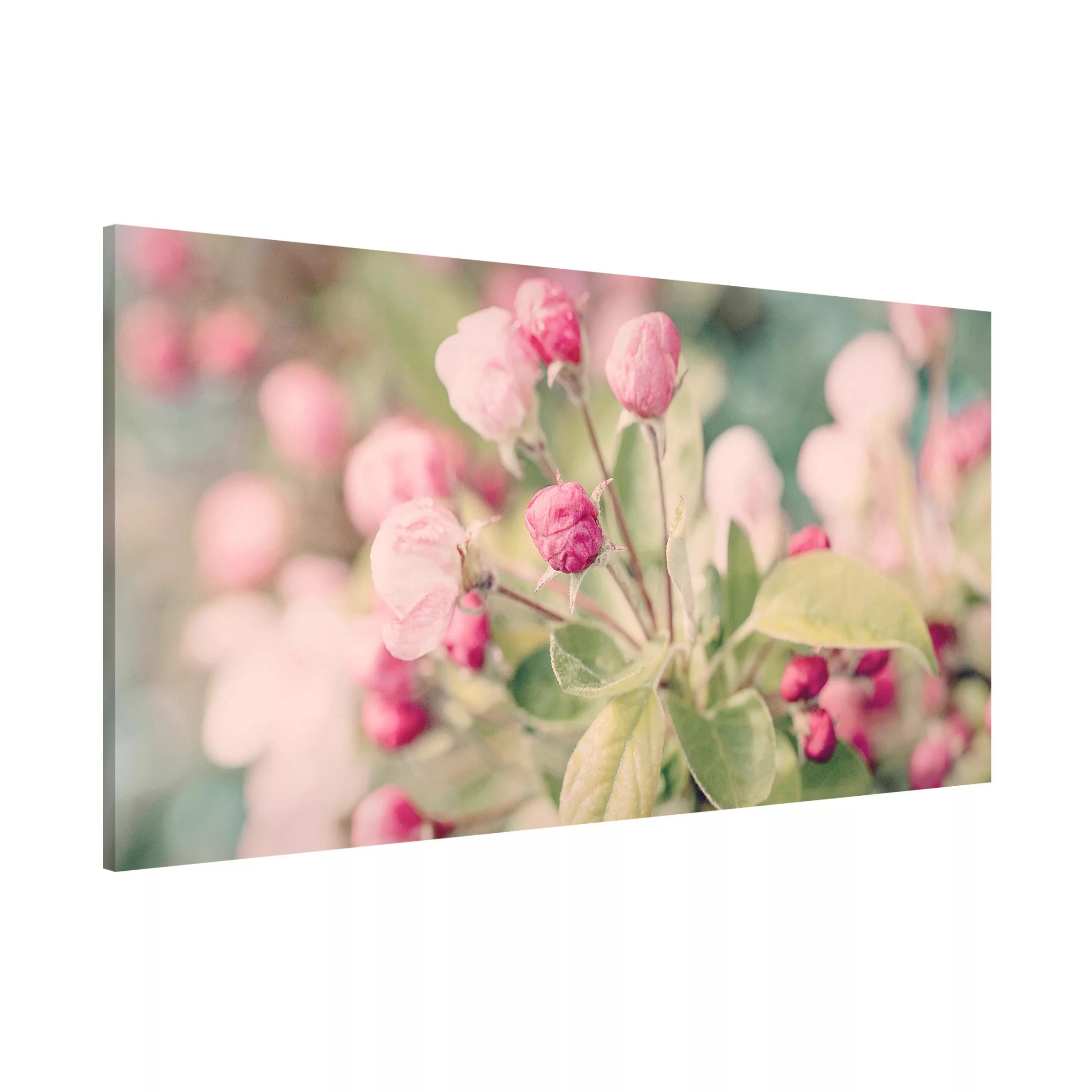 Magnettafel Apfelblüte Bokeh rosa günstig online kaufen