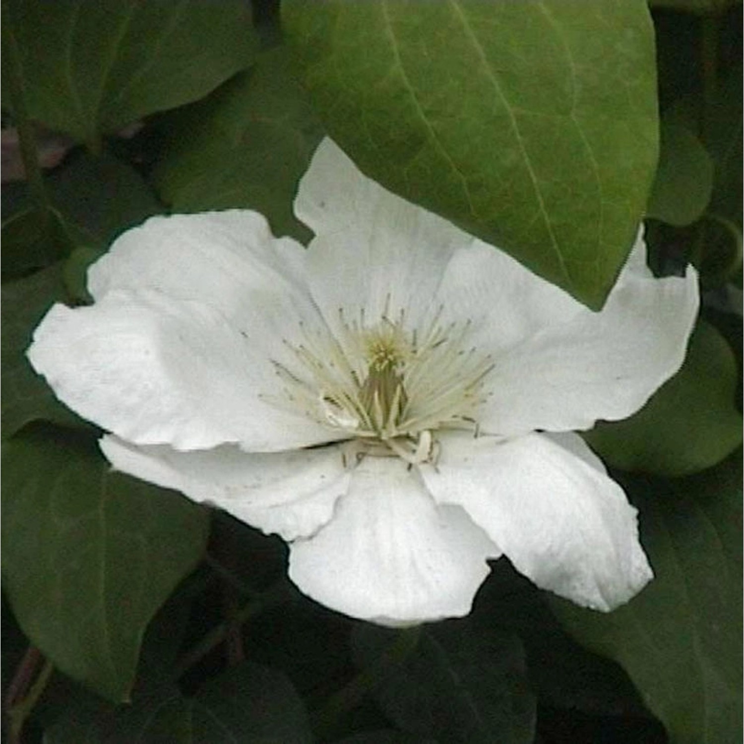 Waldrebe Guernsey Cream 60-80cm - Clematis günstig online kaufen