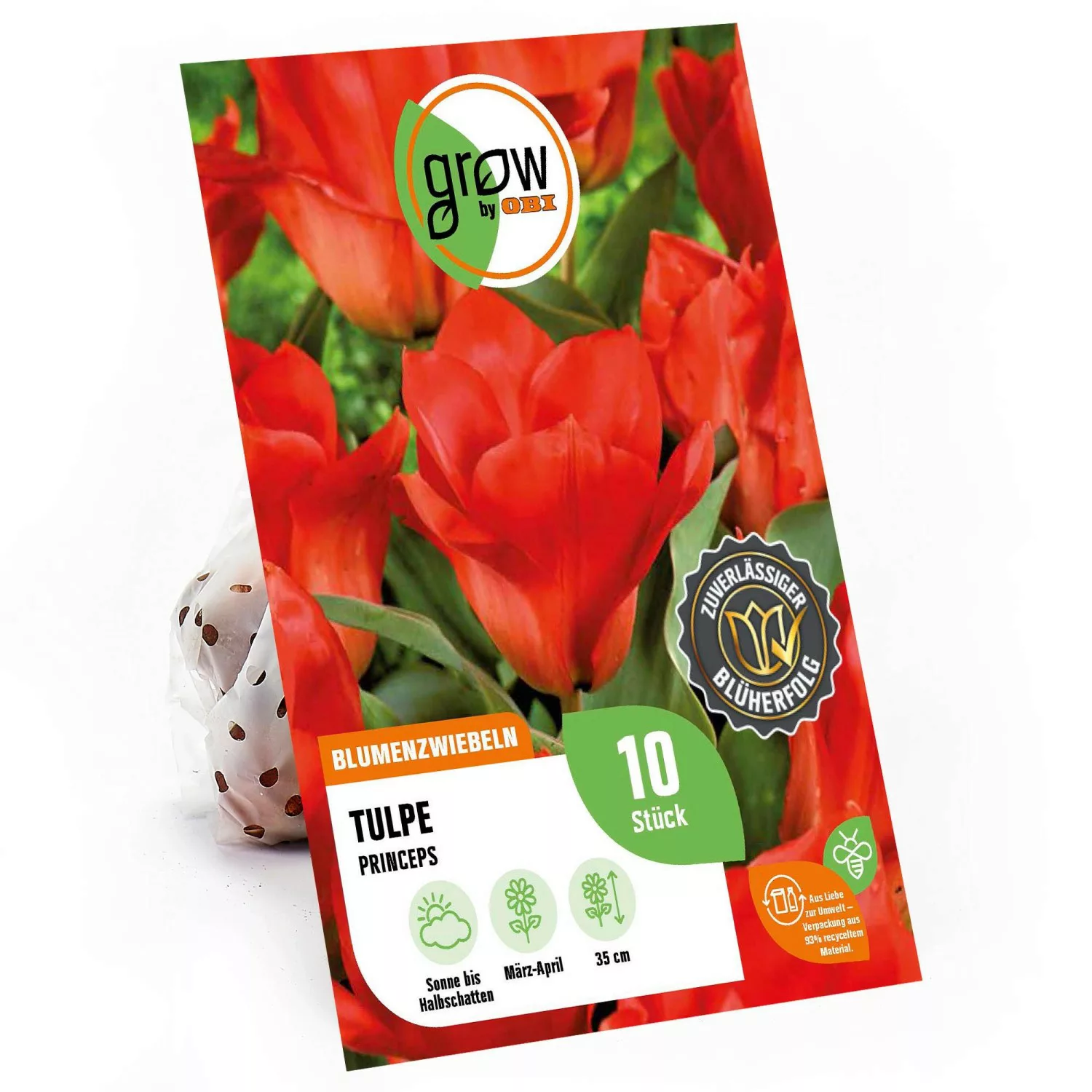 GROW by OBI Tulpe Princeps Rot 35 cm Tulipa fosteriana günstig online kaufen