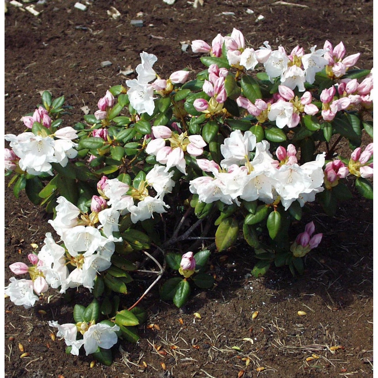 INKARHO - Rhododendron Gartendirektor Rieger 30-40cm - Rhododendron william günstig online kaufen