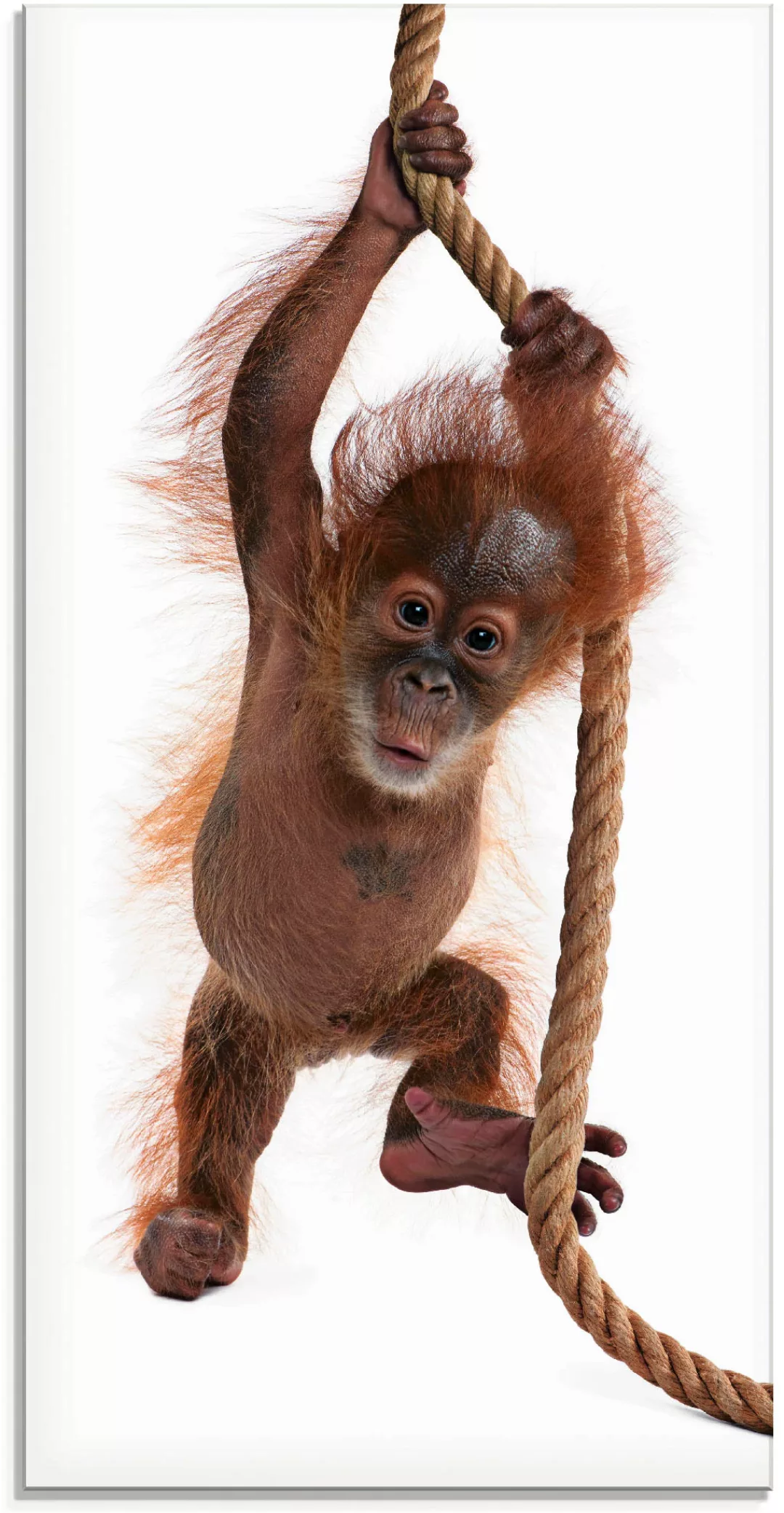 Artland Glasbild "Baby Orang Utan hängt am Seil I", Wildtiere, (1 St.), in günstig online kaufen