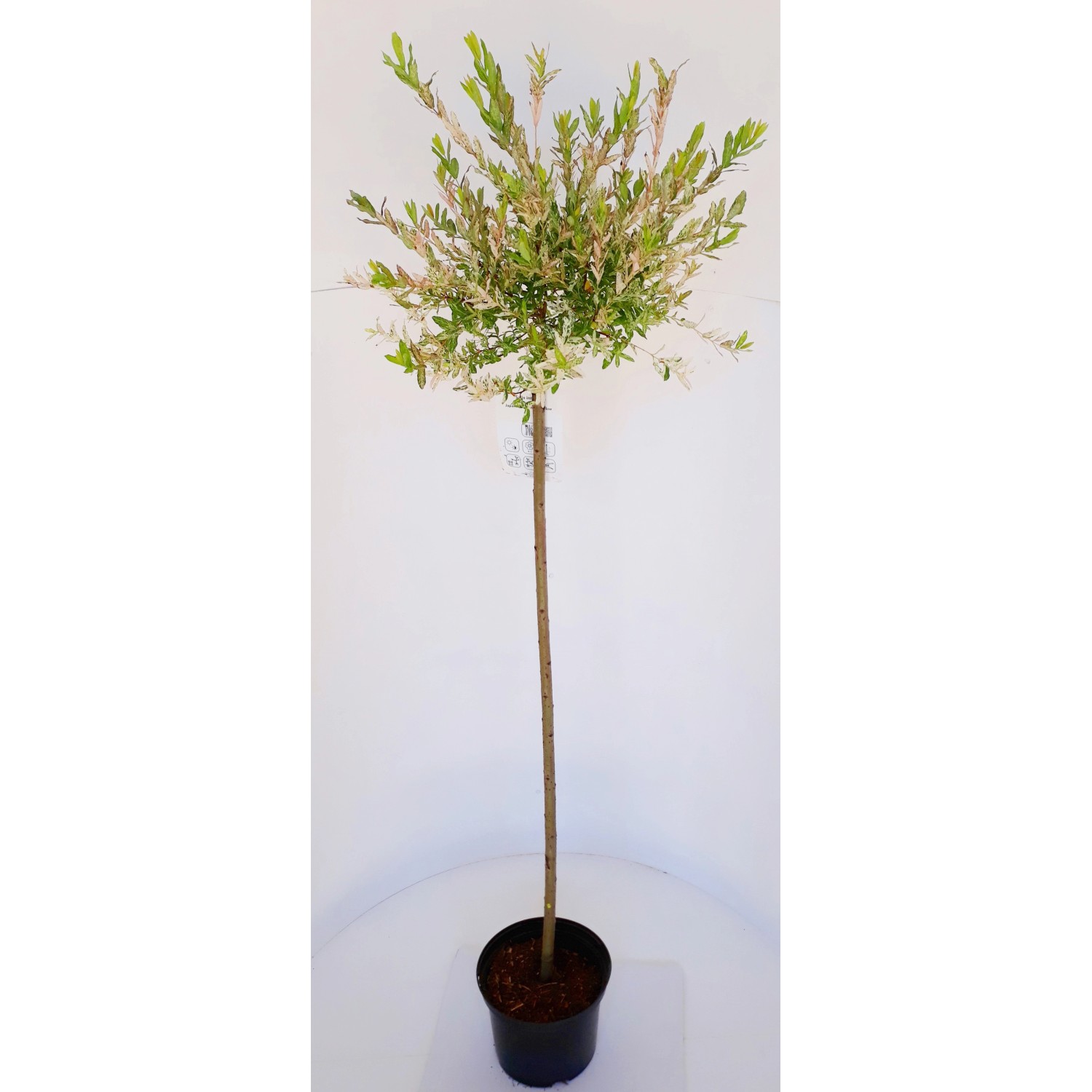 Pflanzen-Boering Harlekin Weide Gesamthöhe 240-250 cm Sth. 180 cm   Salix i günstig online kaufen