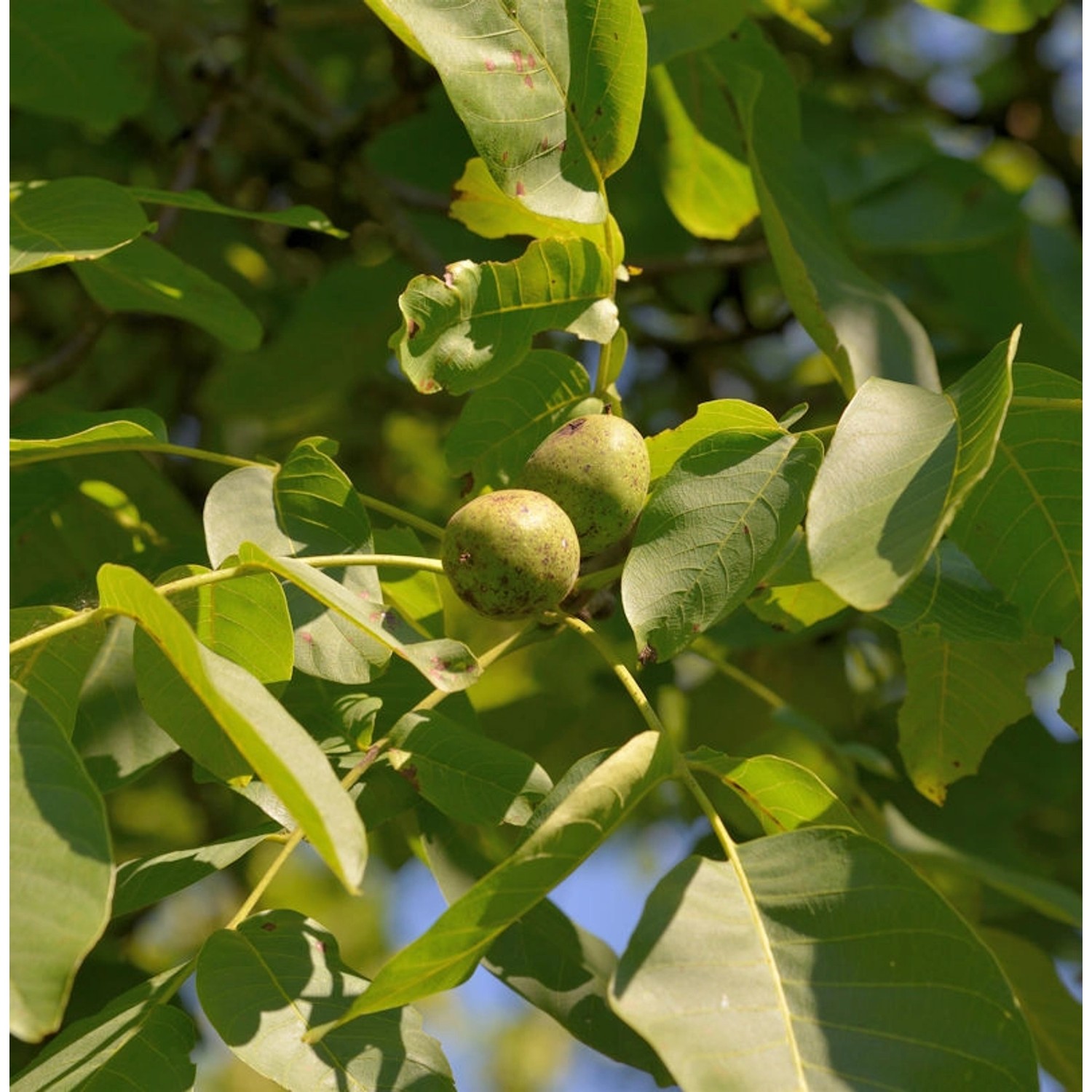 Echter Walnuss Mars 100-125cm - Juglans regia günstig online kaufen