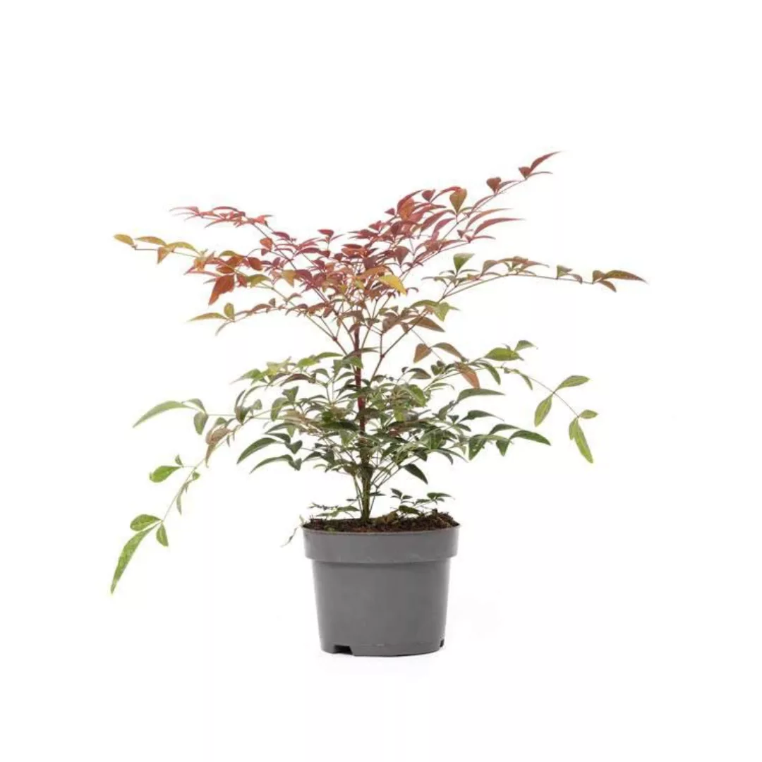 OH2 | Bambuspflanze Nandina Domestica günstig online kaufen