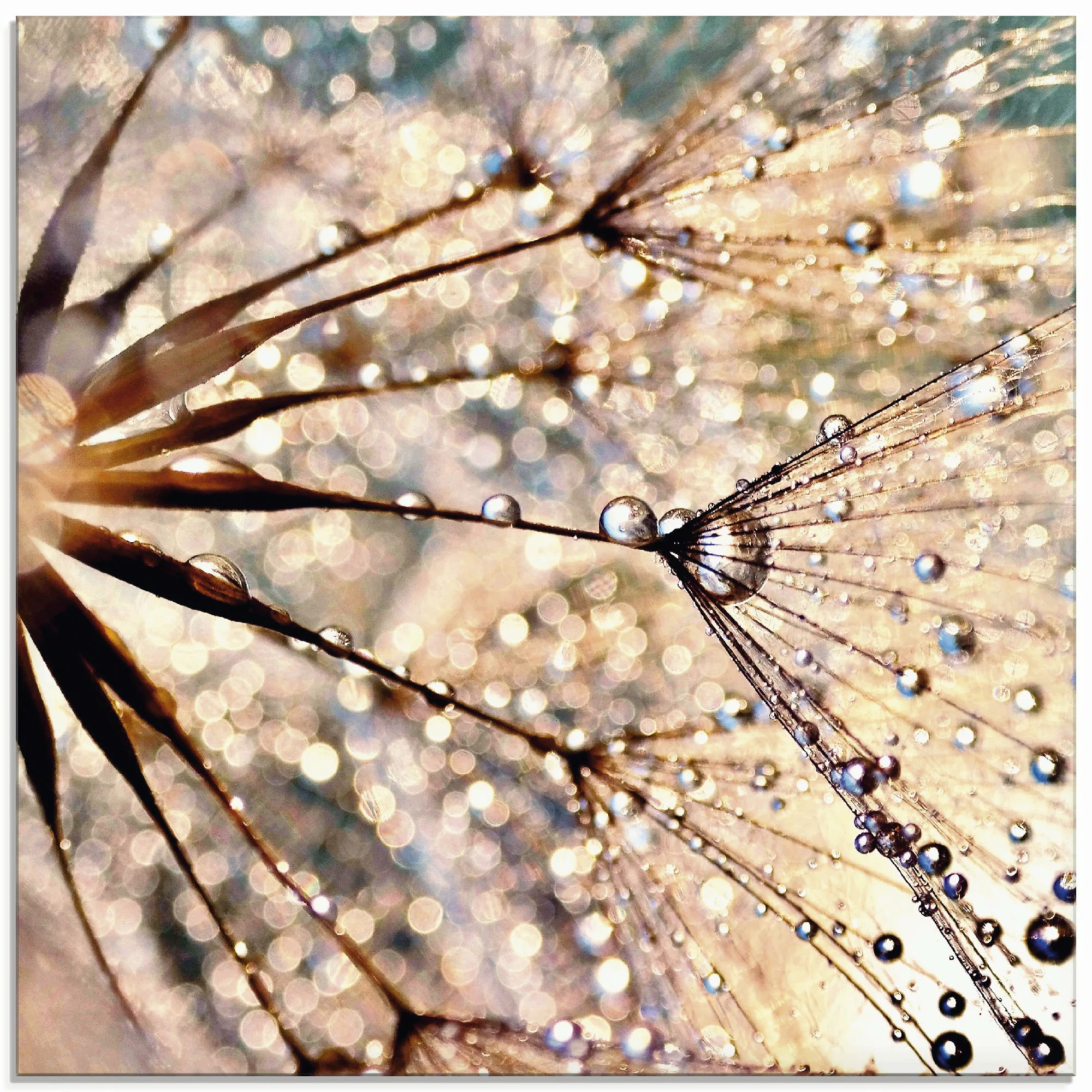 Artland Glasbild "Pusteblume - Kisses from rain", Blumen, (1 St.), in versc günstig online kaufen