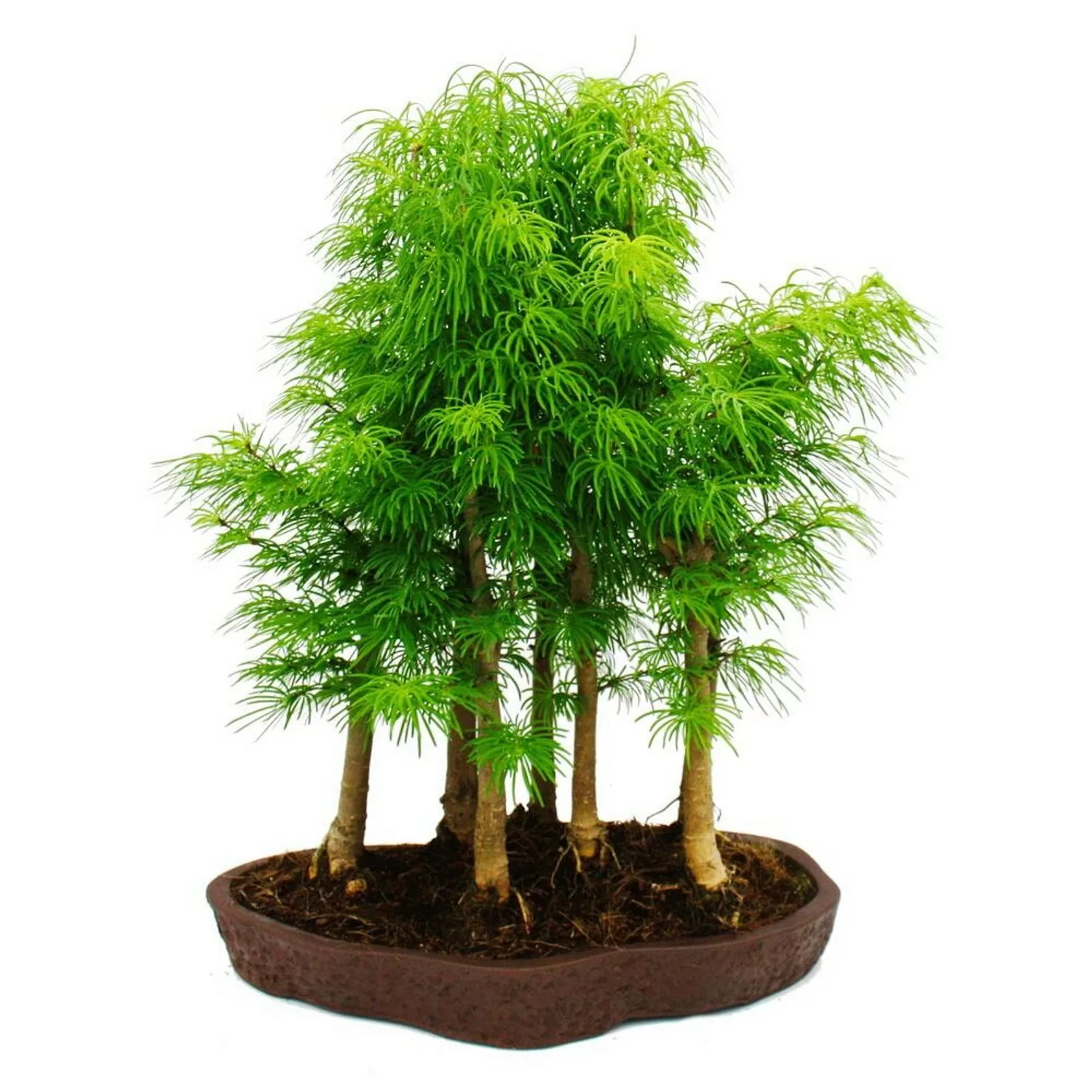 Exotenherz Outdoor-Bonsai-Wald Pseudolarix Amabilis Goldlärche oder Scheinl günstig online kaufen