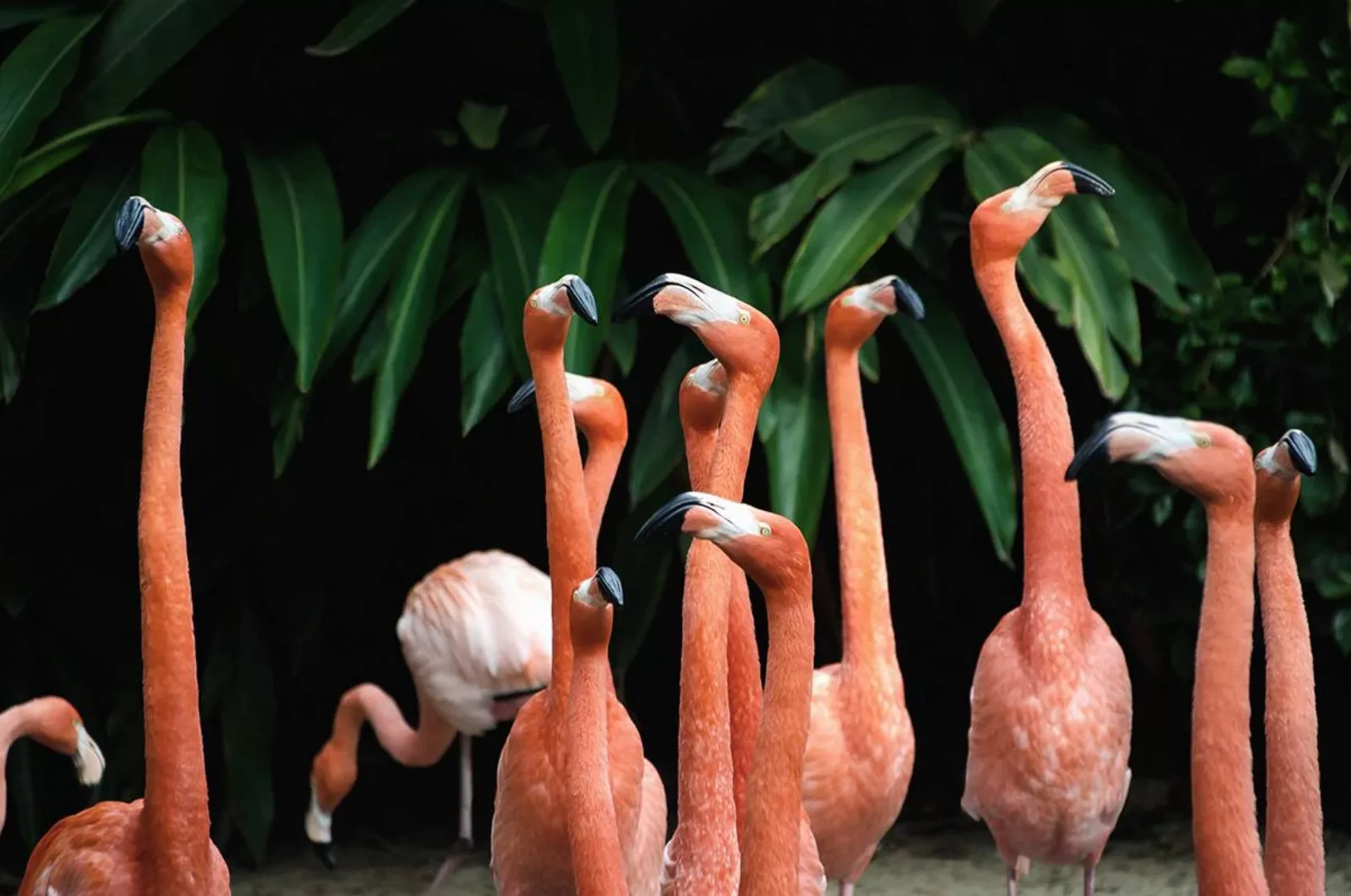 Wandkraft | Wanddekoration Flamingo günstig online kaufen