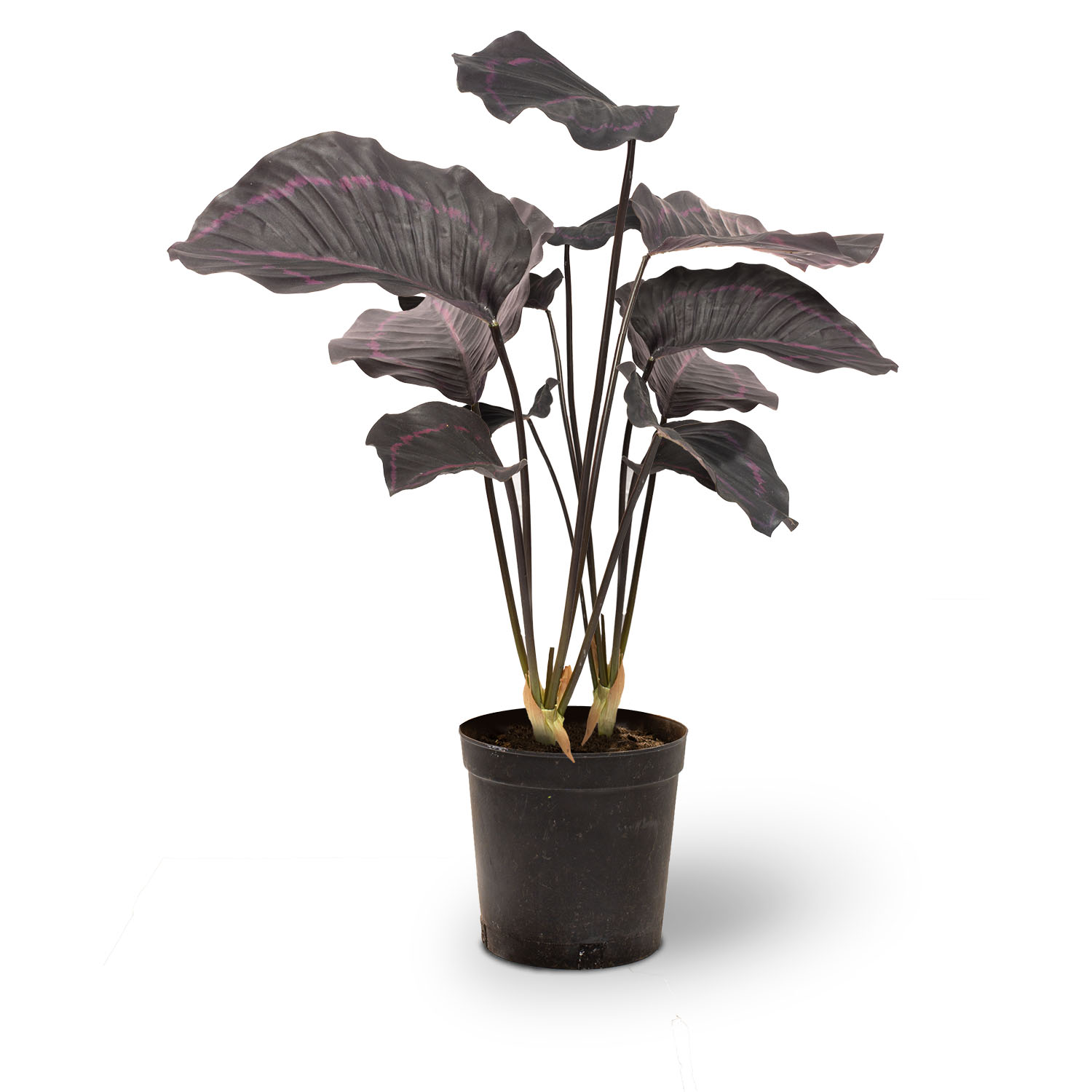 Hochwertige Calathea - Korbmarante Kunstpflanze violett günstig online kaufen