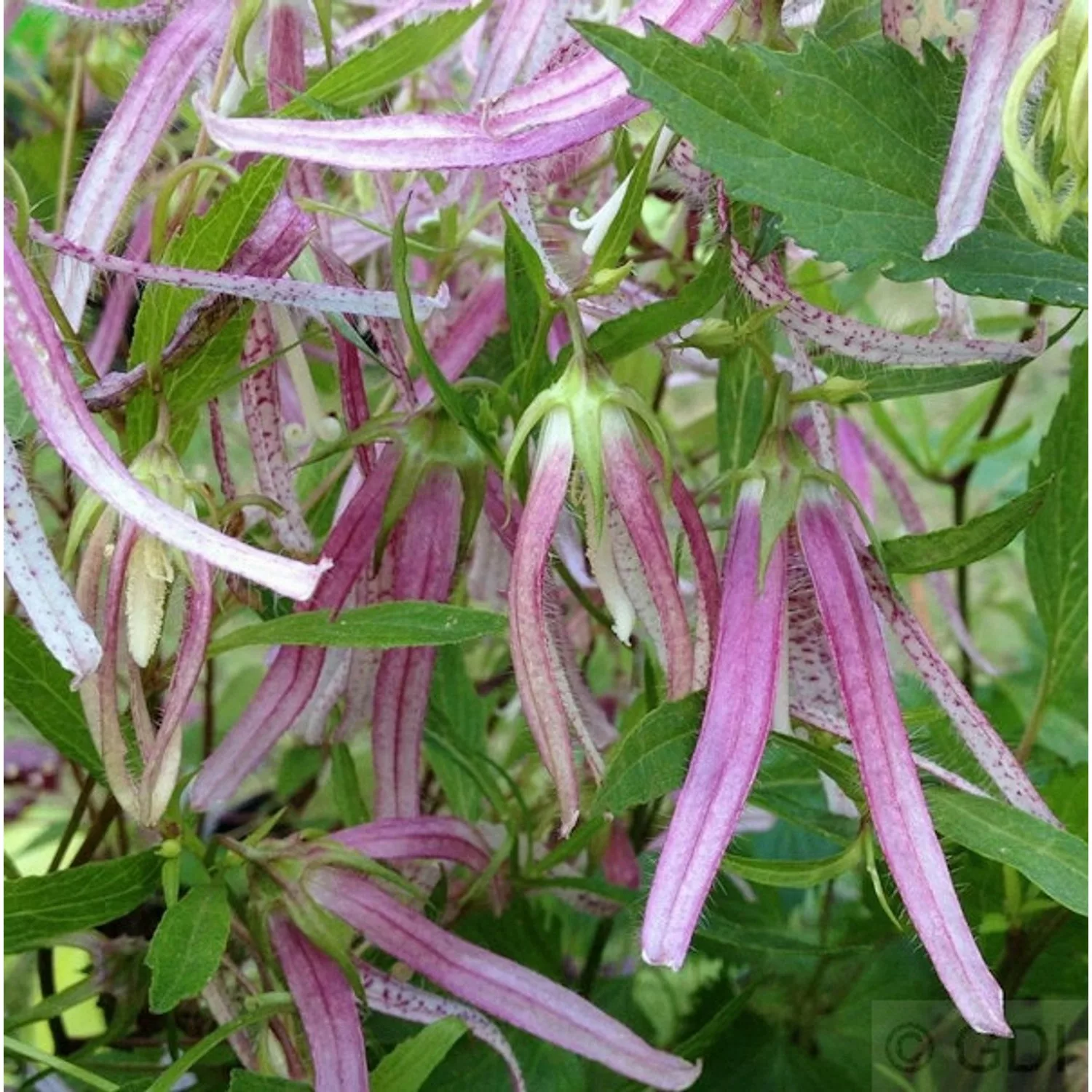 Punktierte Glockenblume Pink Octopus - Campanula rotundifolia günstig online kaufen