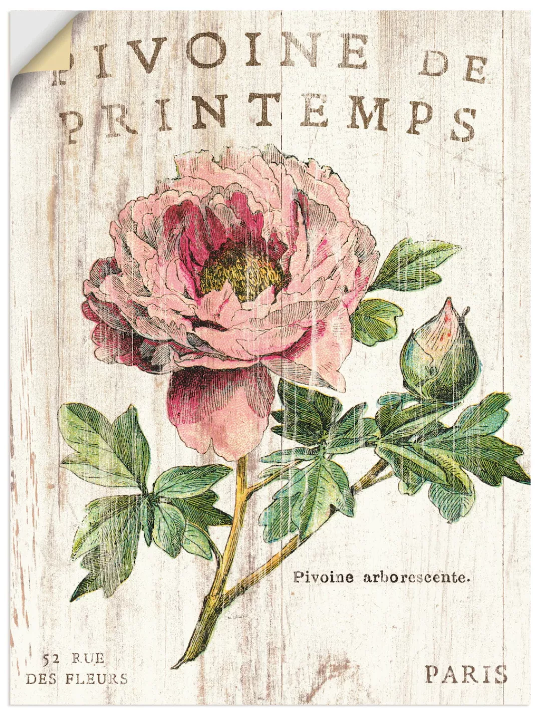Artland Wandbild "Pfingstrose", Blumen, (1 St.) günstig online kaufen
