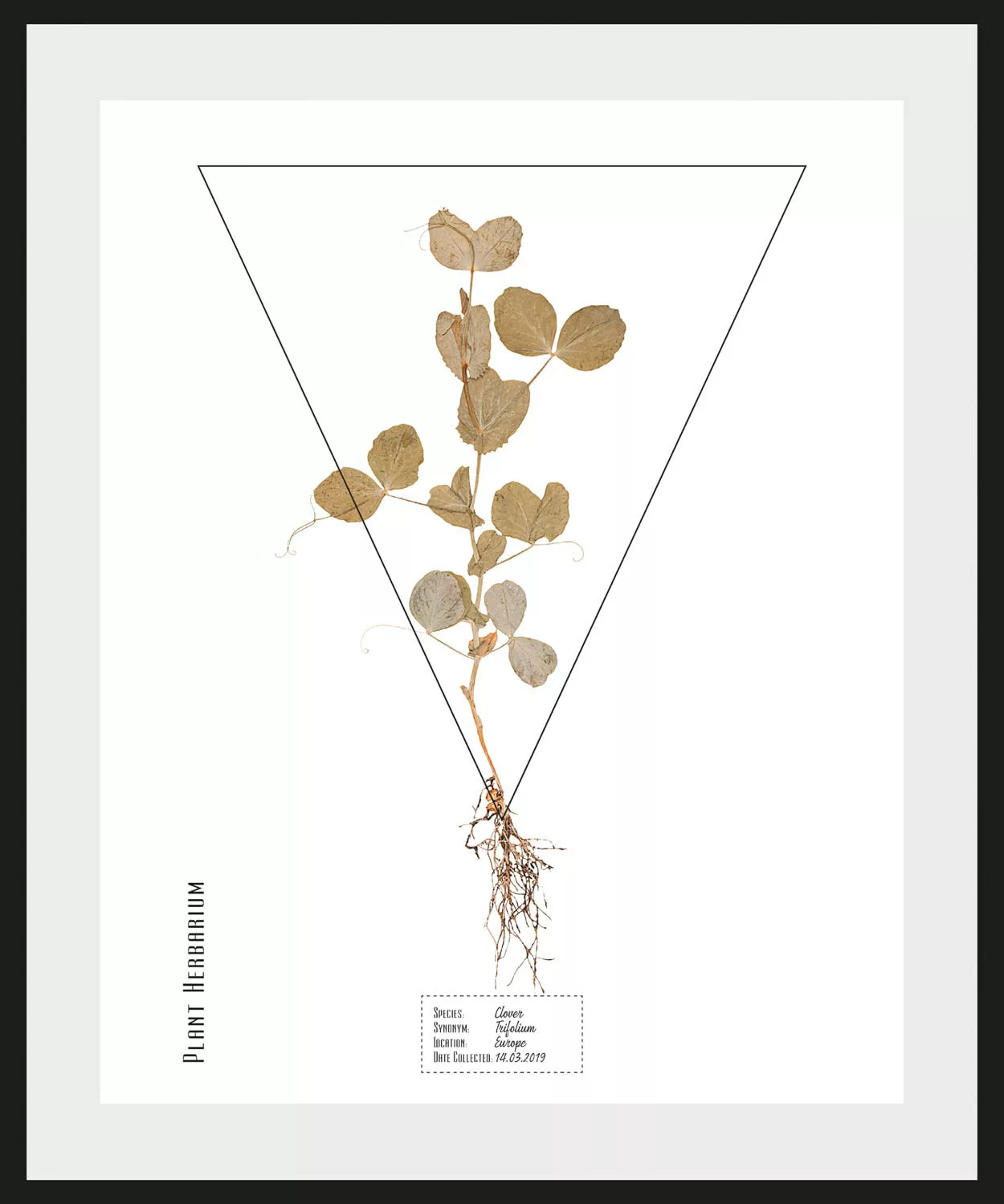 queence Bild "Trifolium", (1 St.) günstig online kaufen