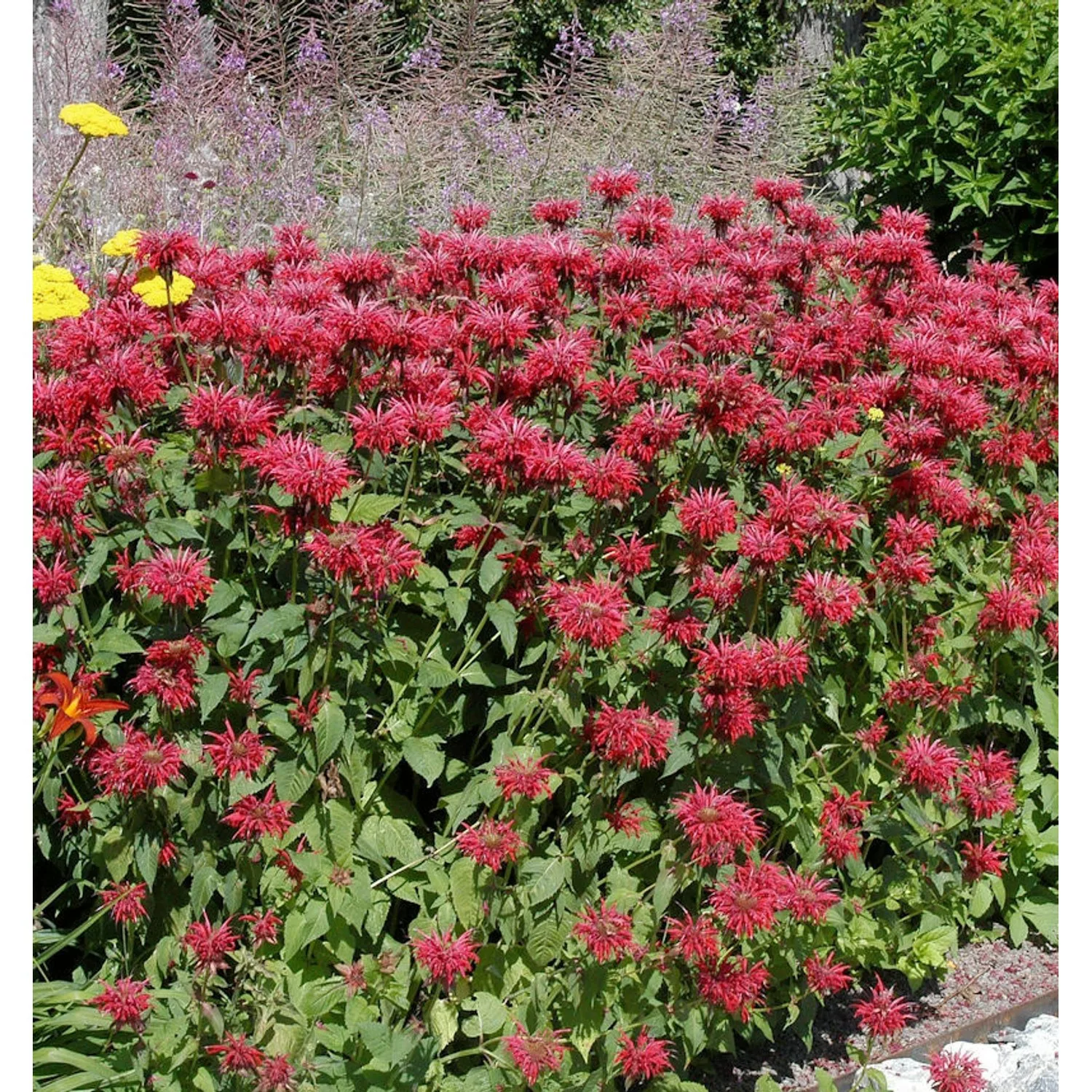 Indianernessel Bee Happy - Monarda fistulosa günstig online kaufen