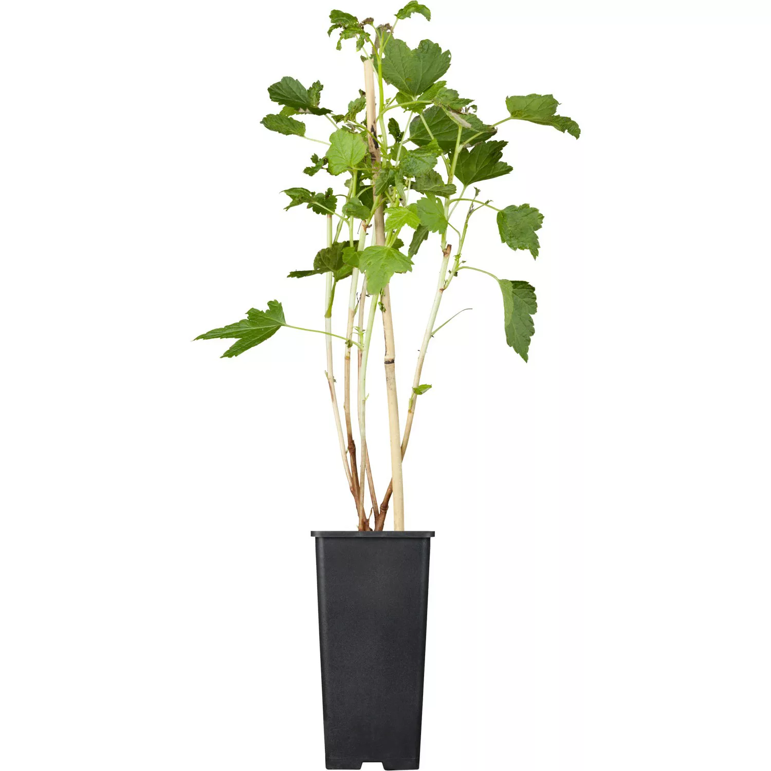 GROW by OBI Johannisbeere Titania Schwarz Höhe ca. 20-30cm Topf ca. 2 l Rib günstig online kaufen