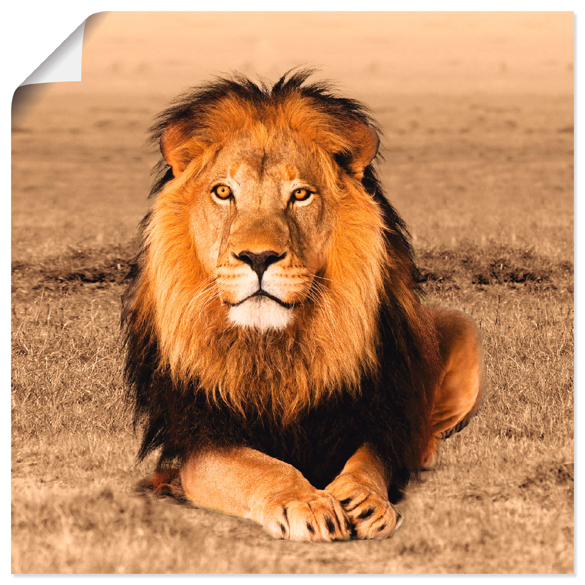 Artland Wandbild »Löwe«, Wildtiere, (1 St.), als Alubild, Outdoorbild, Lein günstig online kaufen