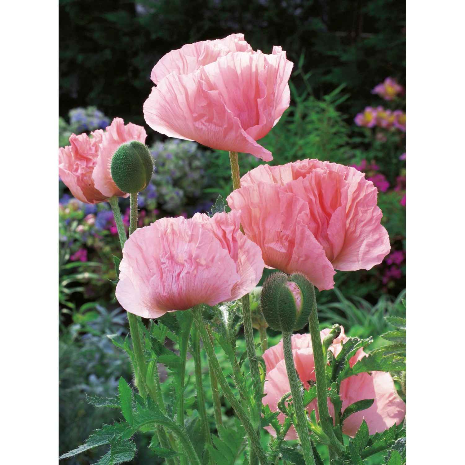 GROW by OBI Orientalischer Mohn Helen Elisabeth Rosa T.-Ø ca. 9 x 9 cm Papa günstig online kaufen