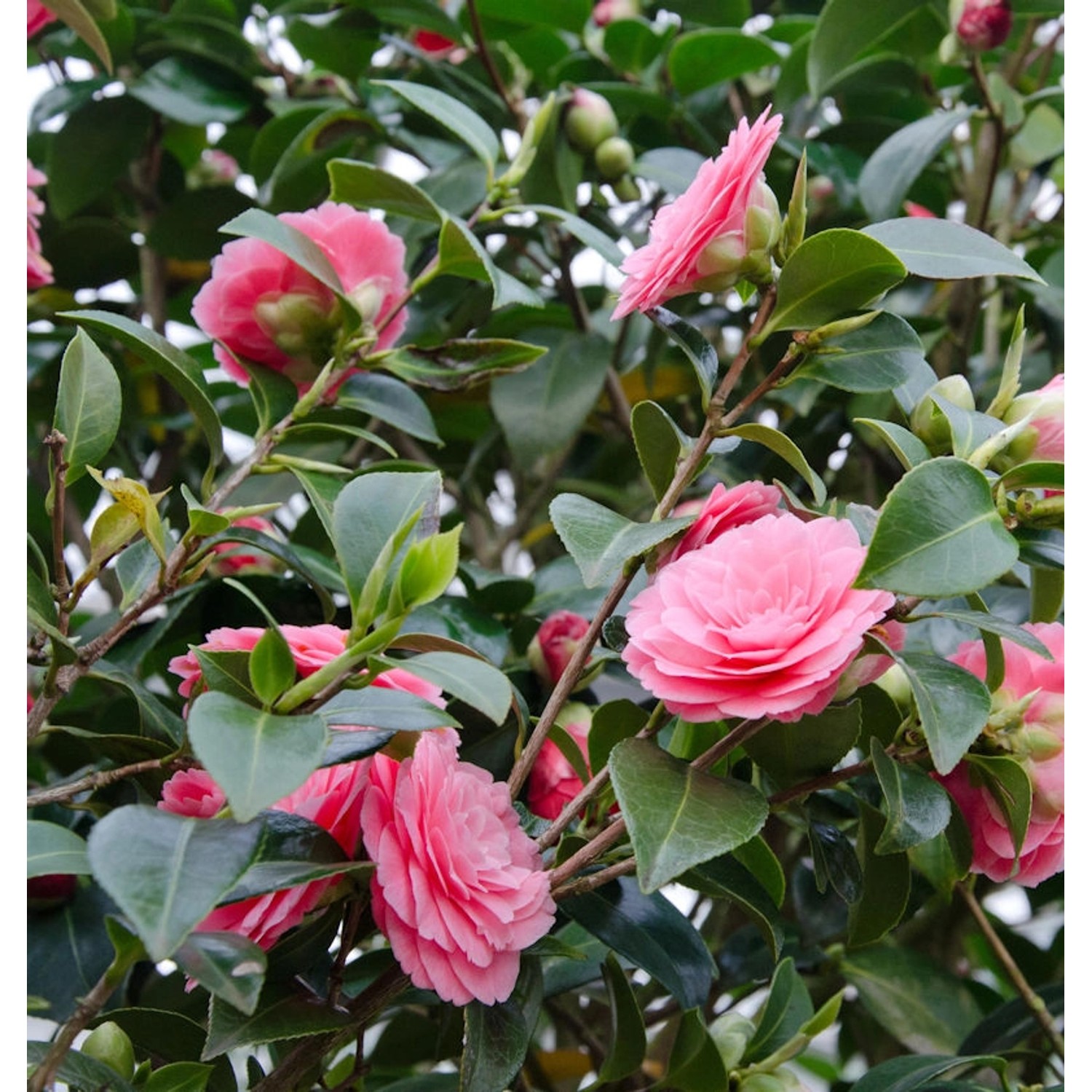 Kamelie Mrs Tingley 40-60cm - Camelia japonica günstig online kaufen