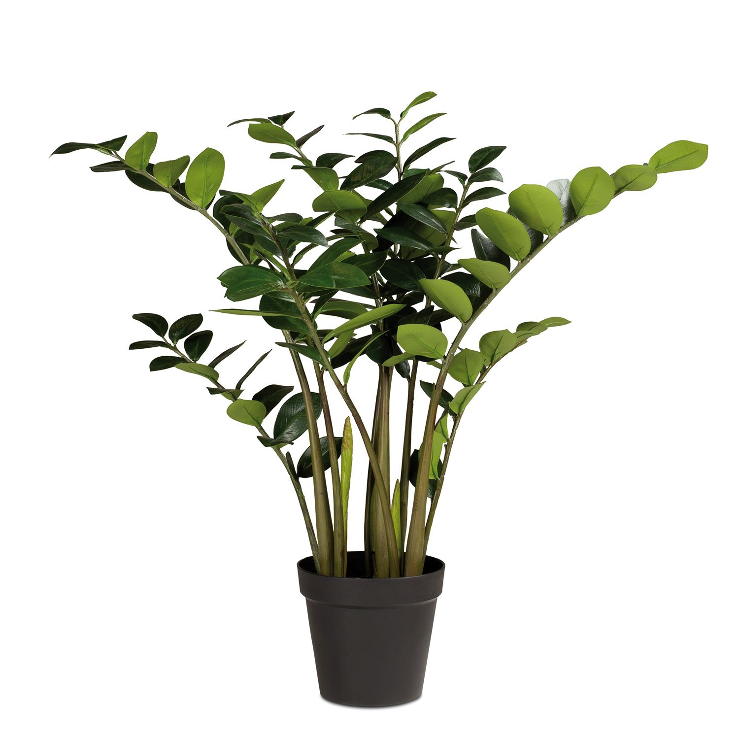 Künstliche Zamioculcas - Glücksfeder Pflanze 90 cm günstig online kaufen