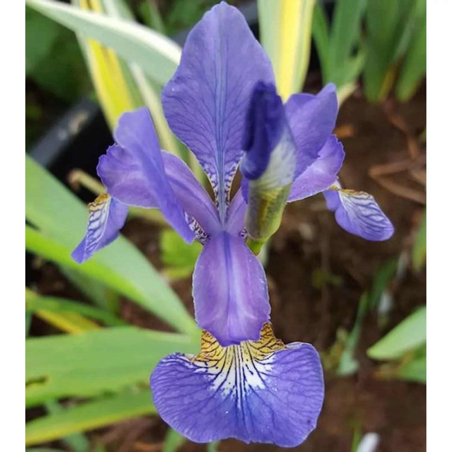 Sibirische Schwertlilie Caesar - Iris sibirica günstig online kaufen