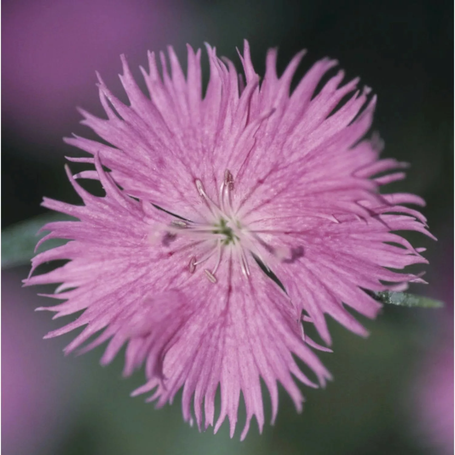 Federnelke Altrosa - Dianthus plumarius günstig online kaufen