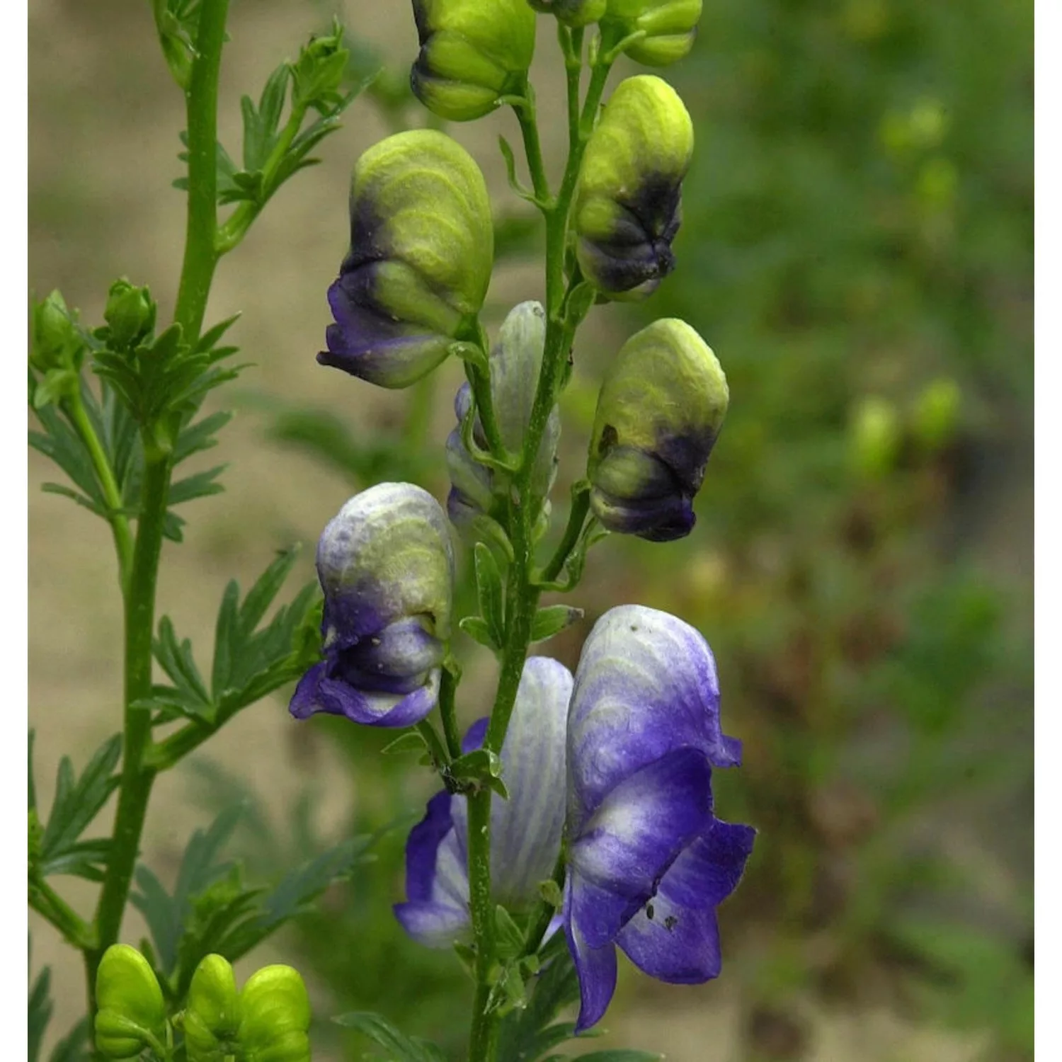 Herbsteisenhut Cloudy - Aconitum carmichaelii günstig online kaufen