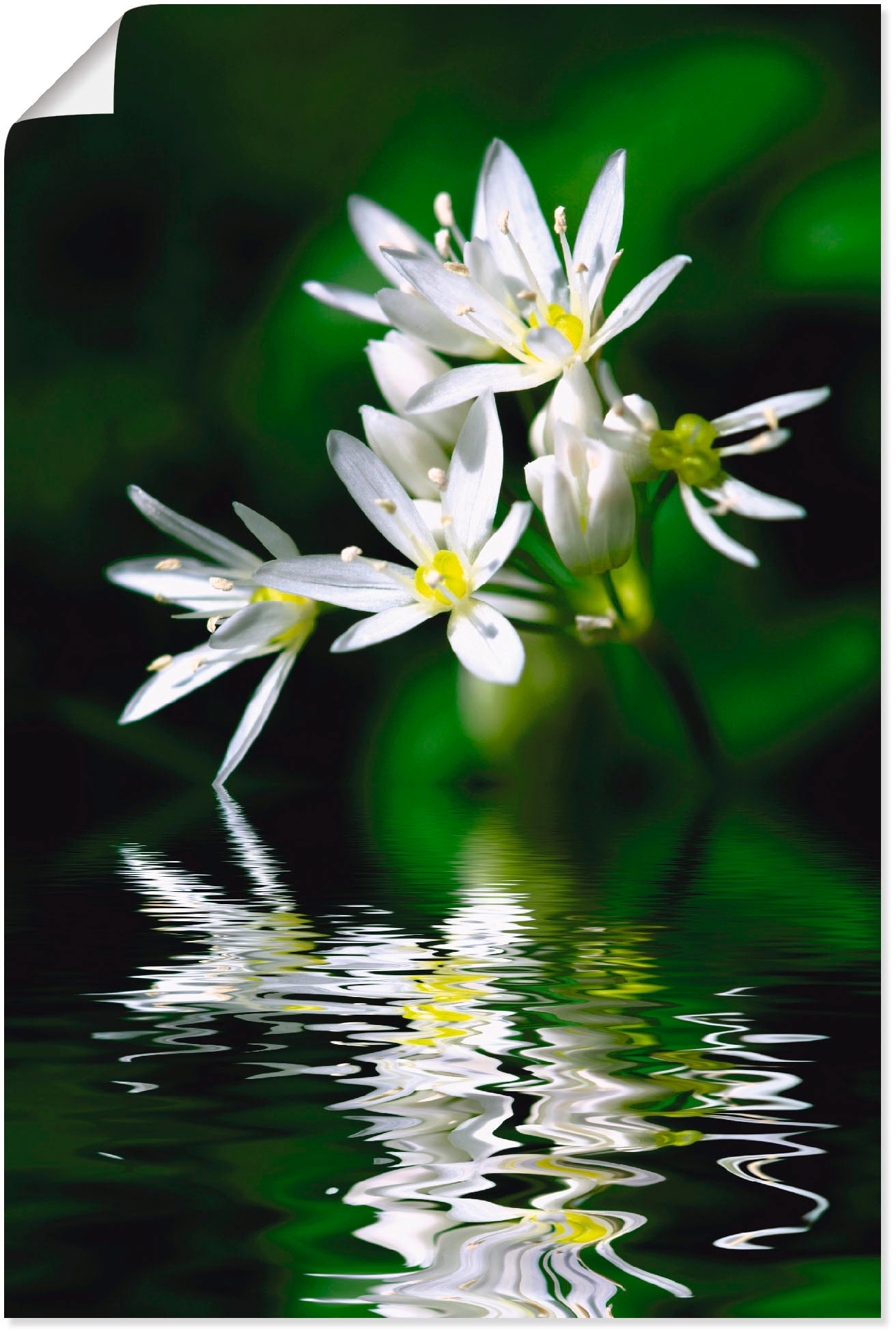 Artland Wandbild "Bärlauchblüten mit Wasserspiegelung", Lebensmittel, (1 St günstig online kaufen