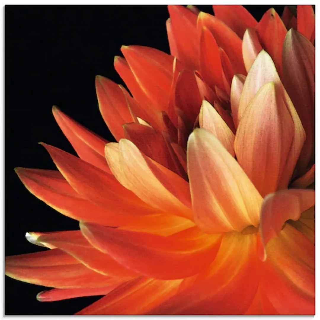 Artland Glasbild "Rote Dahlie", Blumen, (1 St.), in verschiedenen Größen günstig online kaufen