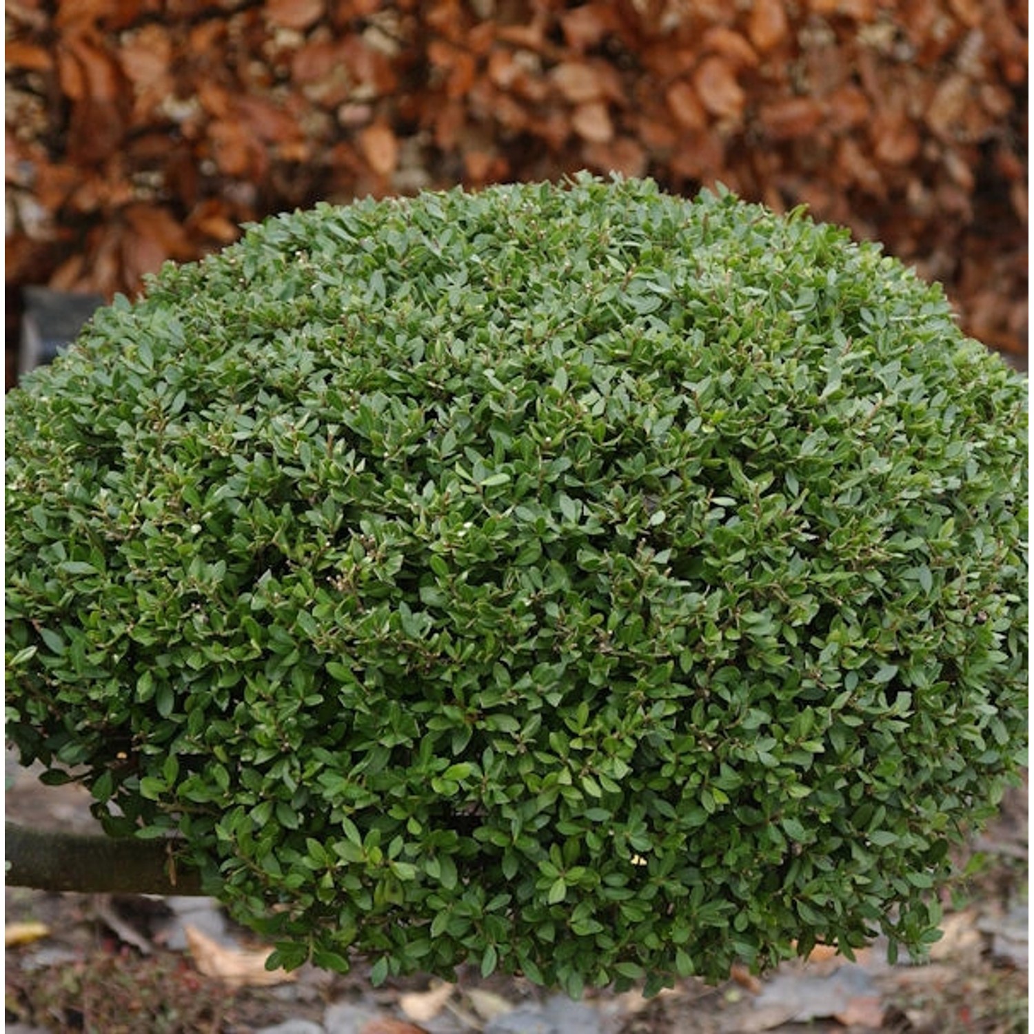 Kugelschnitt Japanische Stechpalme Buxbol 25-30cm - Ilex crenata günstig online kaufen