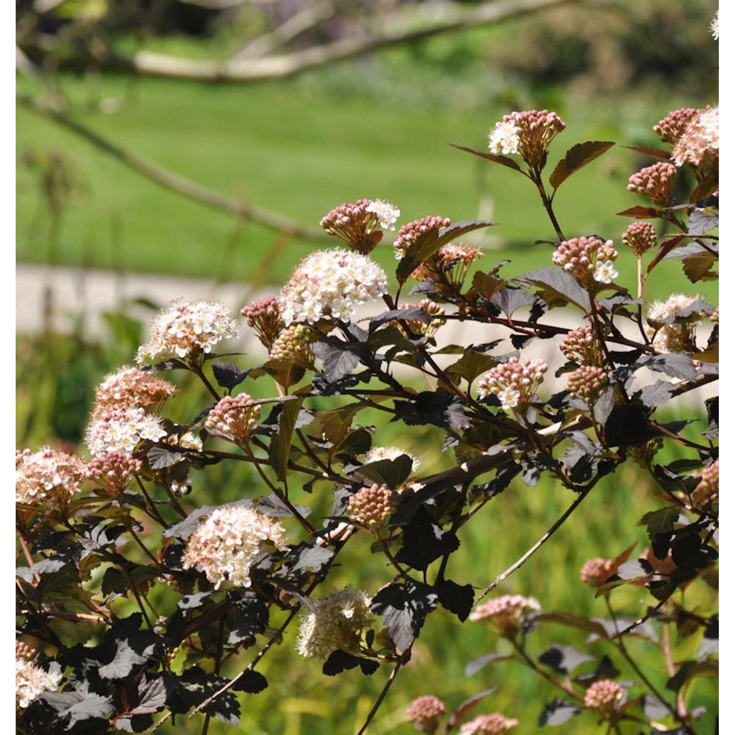 Fasanenspiere Midnight 40-60cm - Physocarpus opulifolius Midnight günstig online kaufen