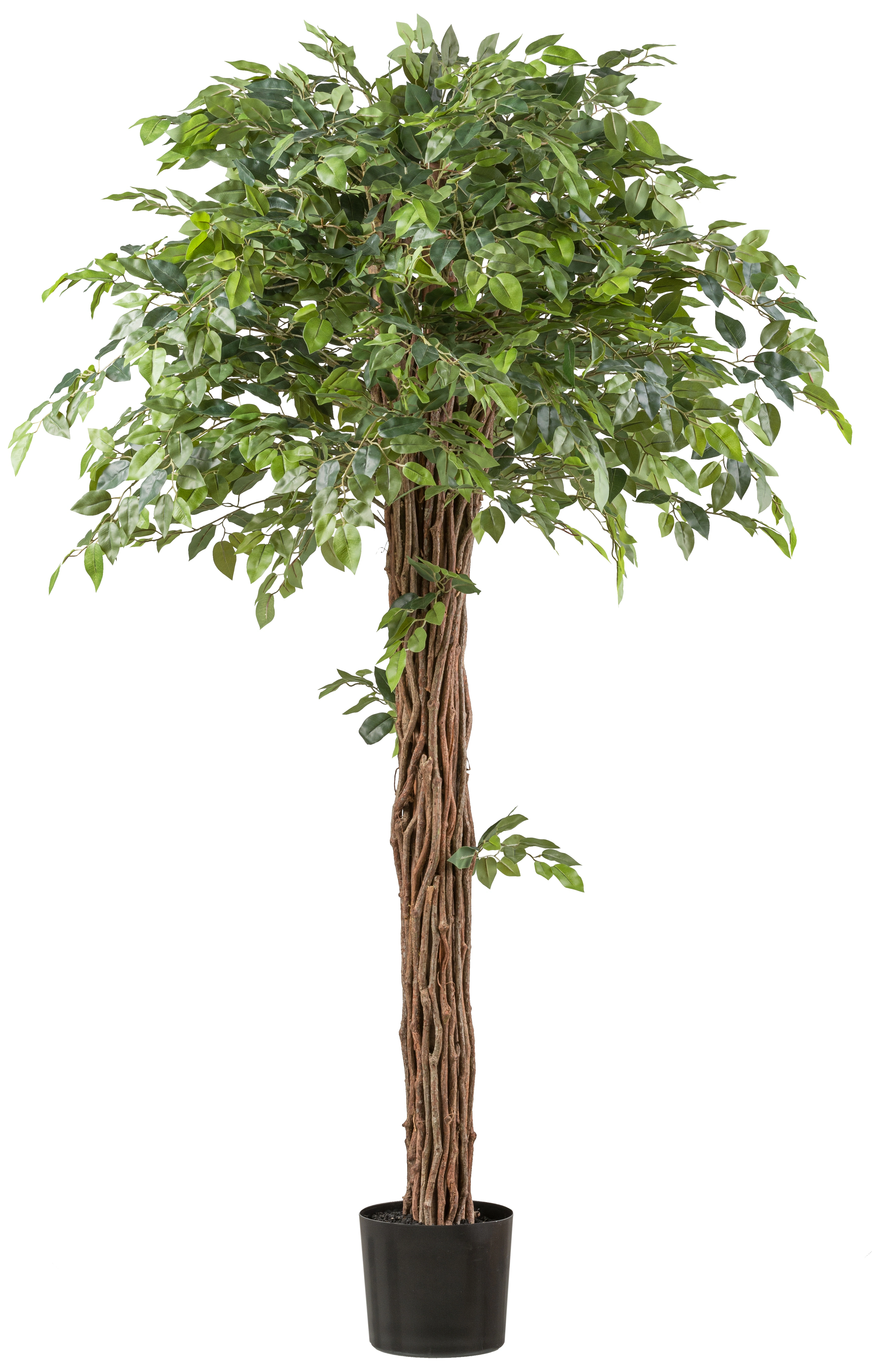 Creativ green Kunstpflanze "Ficus benjamina", mit lianenartigem Stamm günstig online kaufen