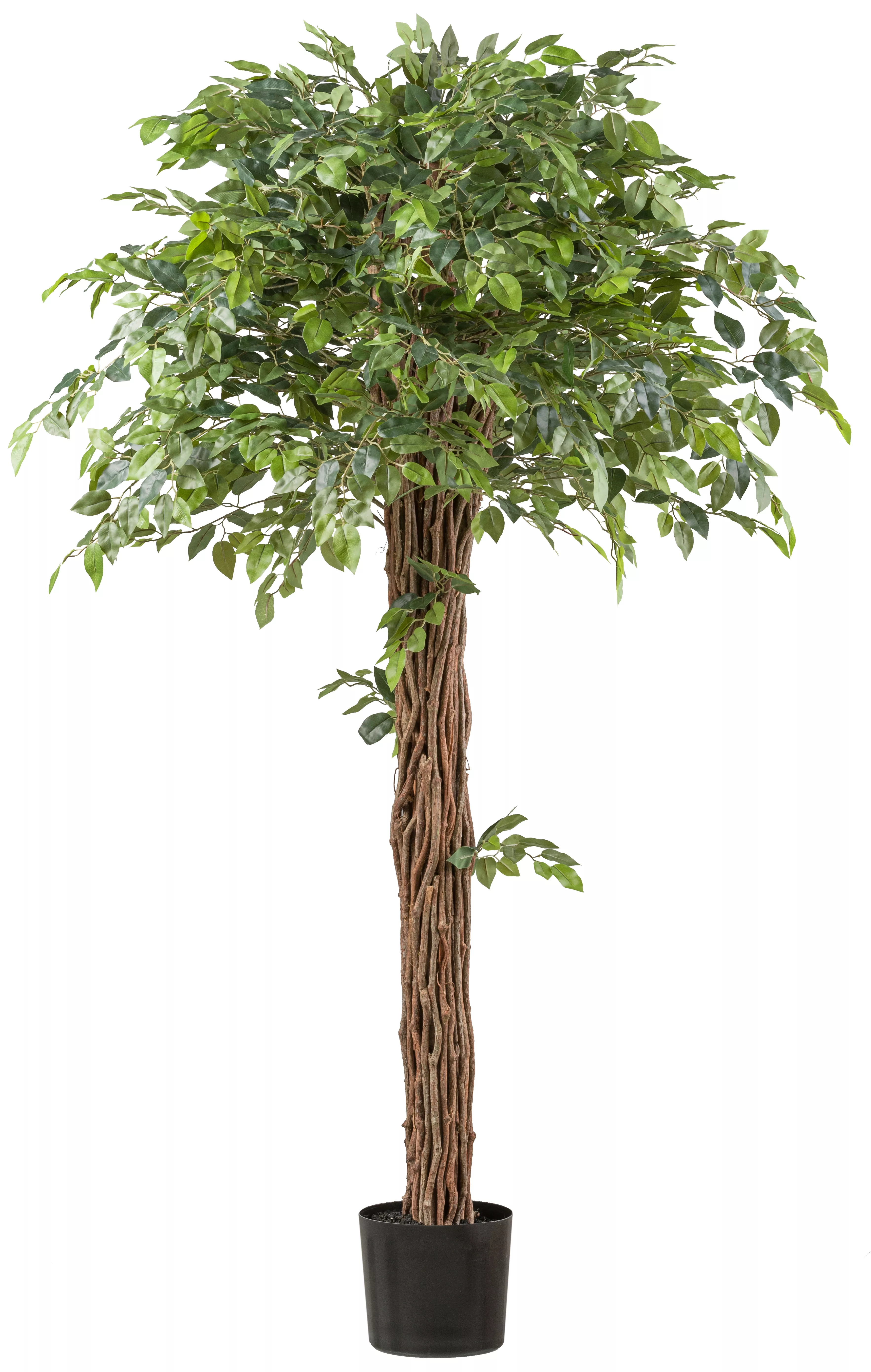 Creativ green Kunstpflanze "Ficus benjamina", mit lianenartigem Stamm günstig online kaufen