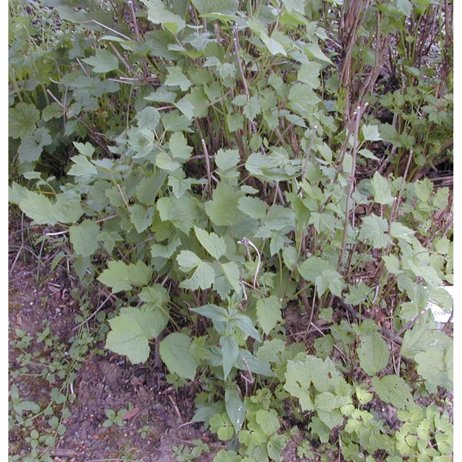 Stauden Clematis - Clematis heracleifolia günstig online kaufen