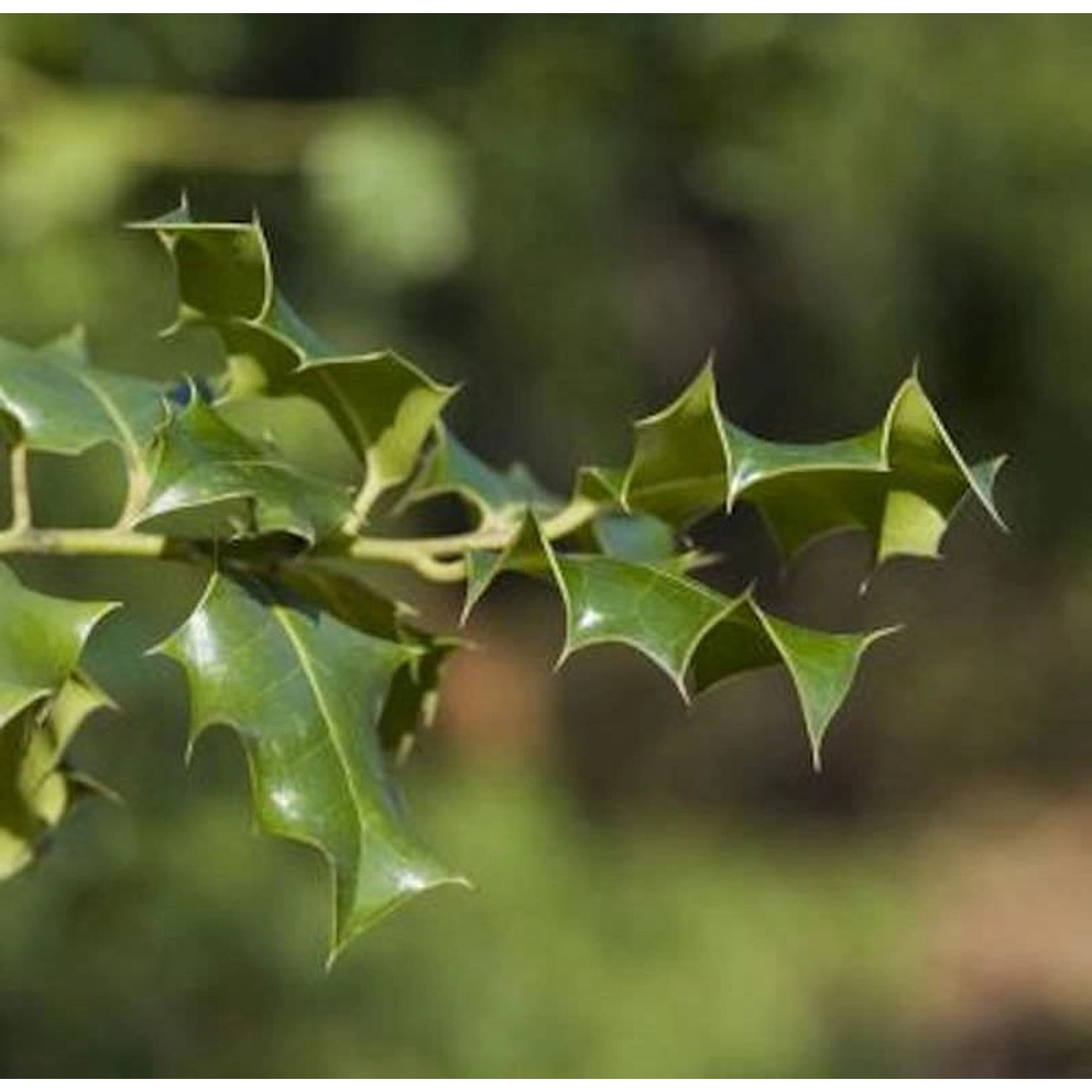 Hochstamm Stechpalme Ilex Heckenpracht 80-100cm - Ilex meserveae günstig online kaufen