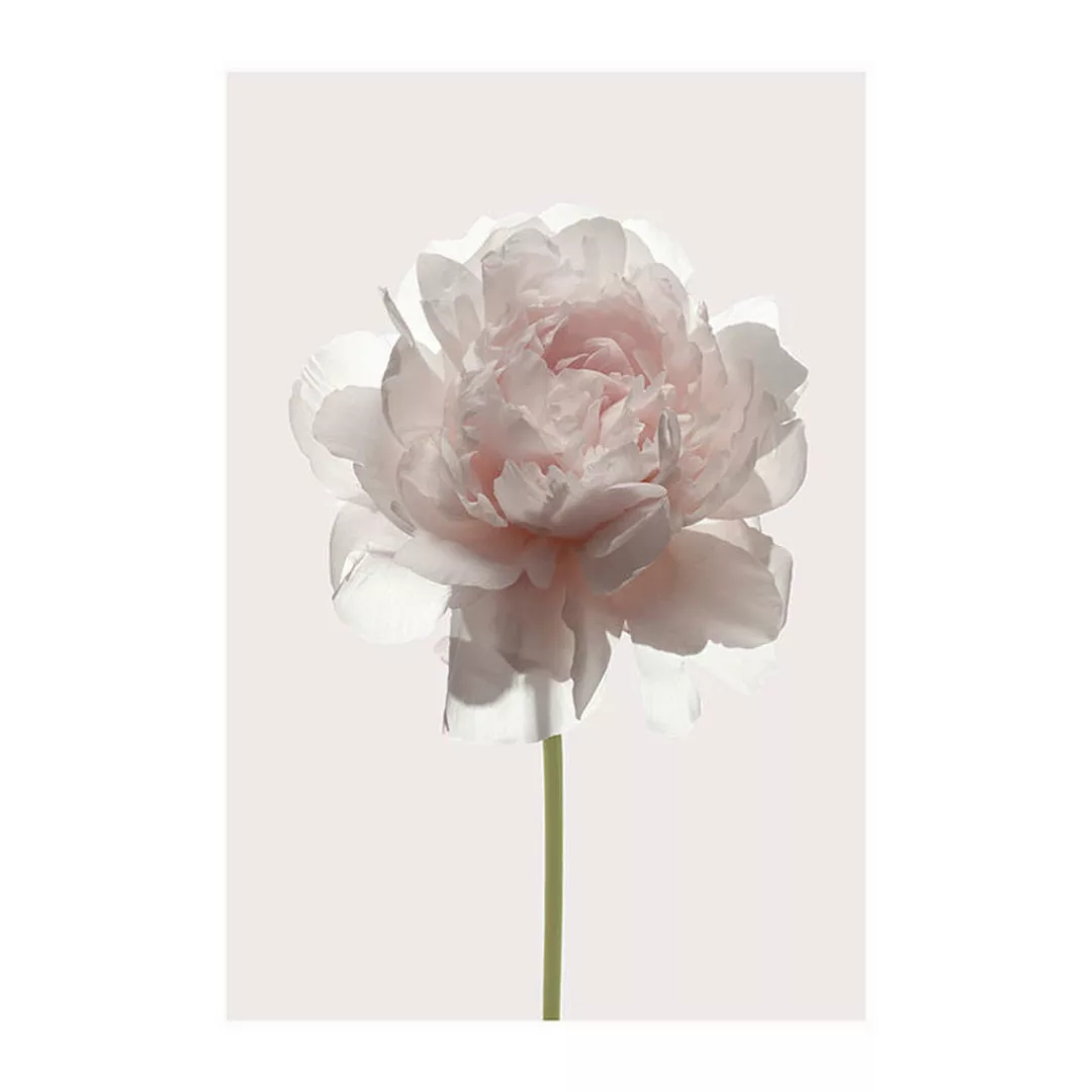 KOMAR Wandbild - Rose  - Größe: 50 x 70 cm mehrfarbig Gr. one size günstig online kaufen