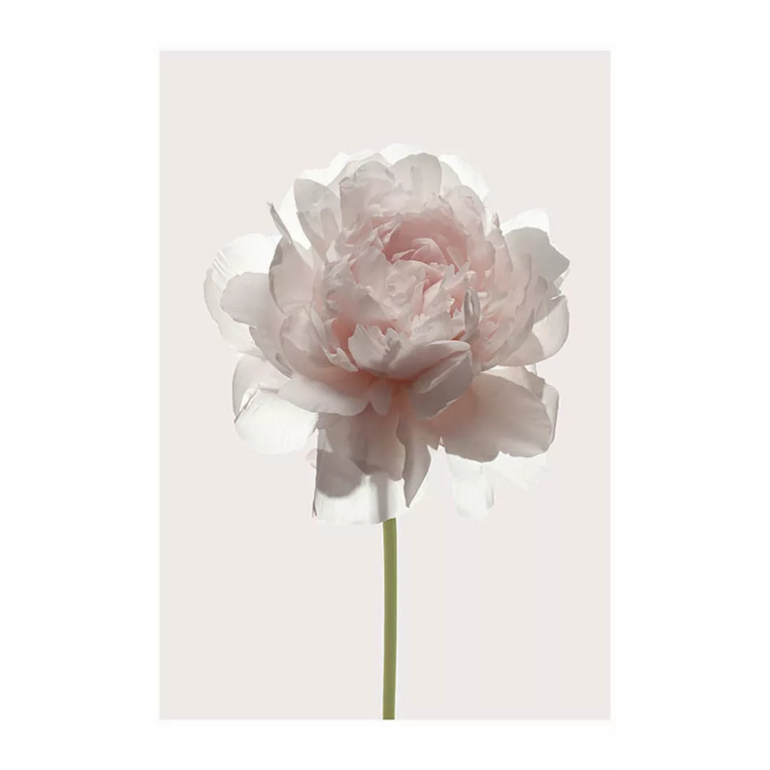 Komar Poster Rose Rose B/L: ca. 50x70 cm günstig online kaufen