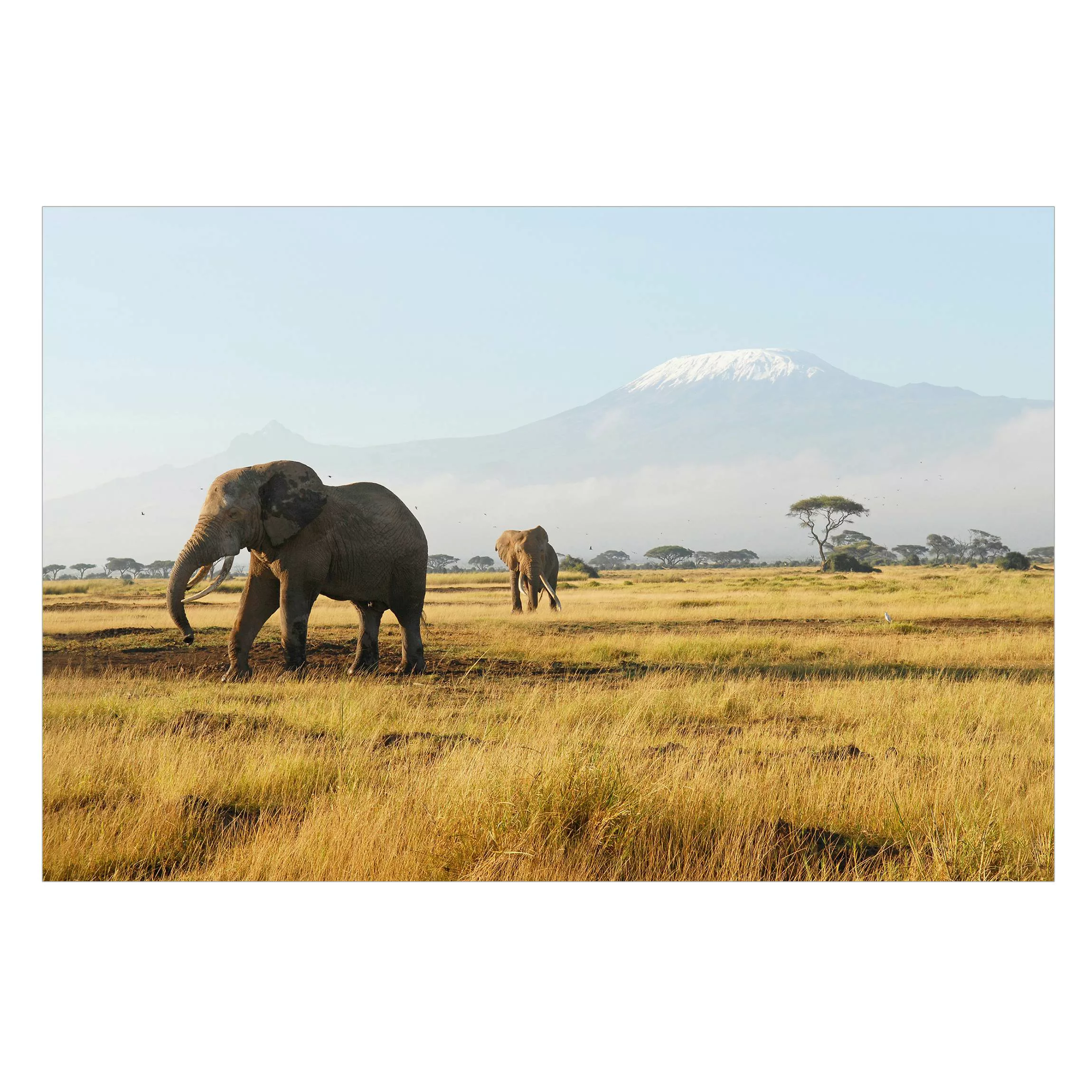 Fensterfolie Elefanten vor dem Kilimanjaro in Kenia günstig online kaufen