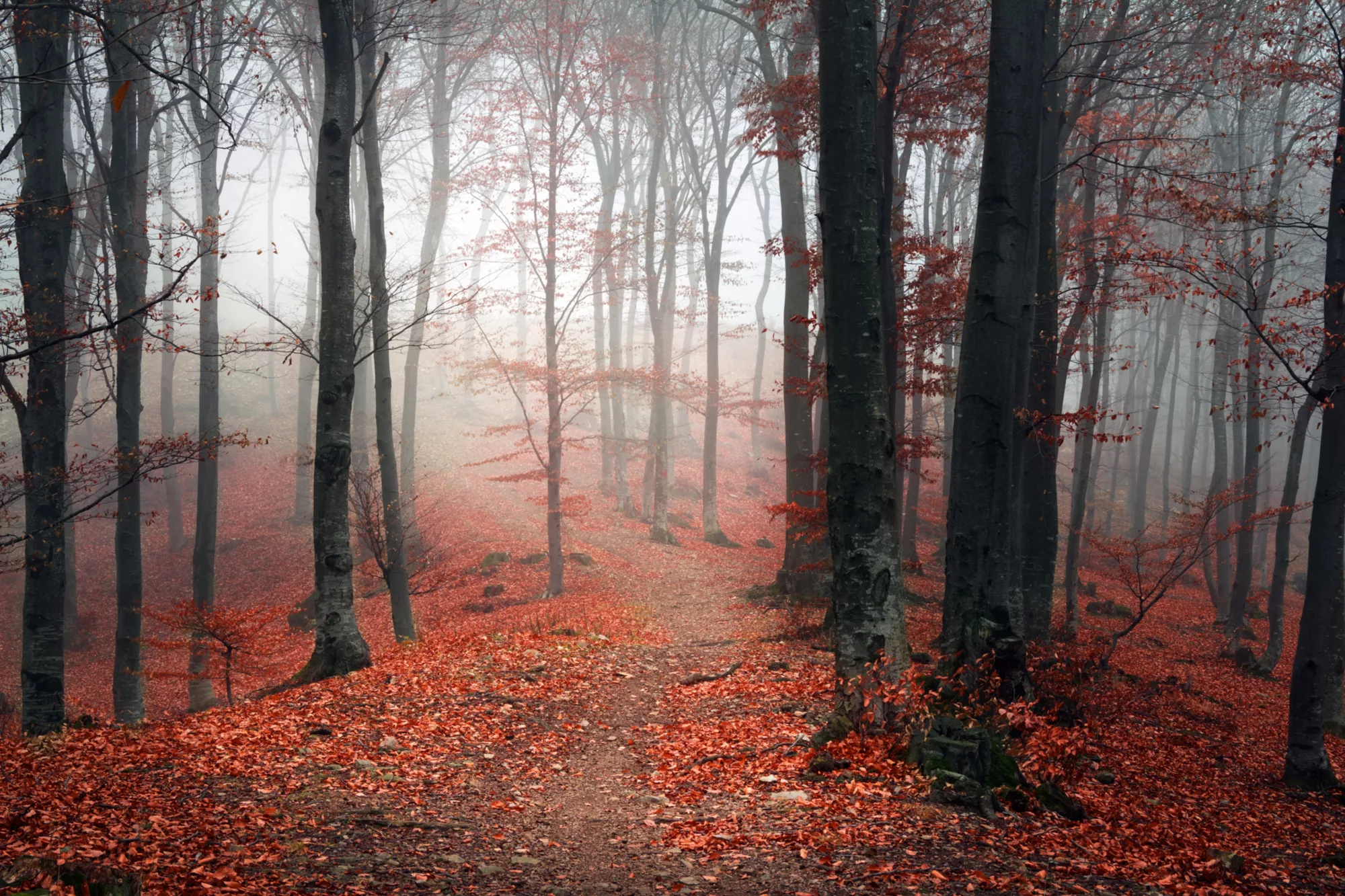 queence Leinwandbild "Herbstwald", Bäume-Baumbilder, (1 St.), Akustikbild m günstig online kaufen