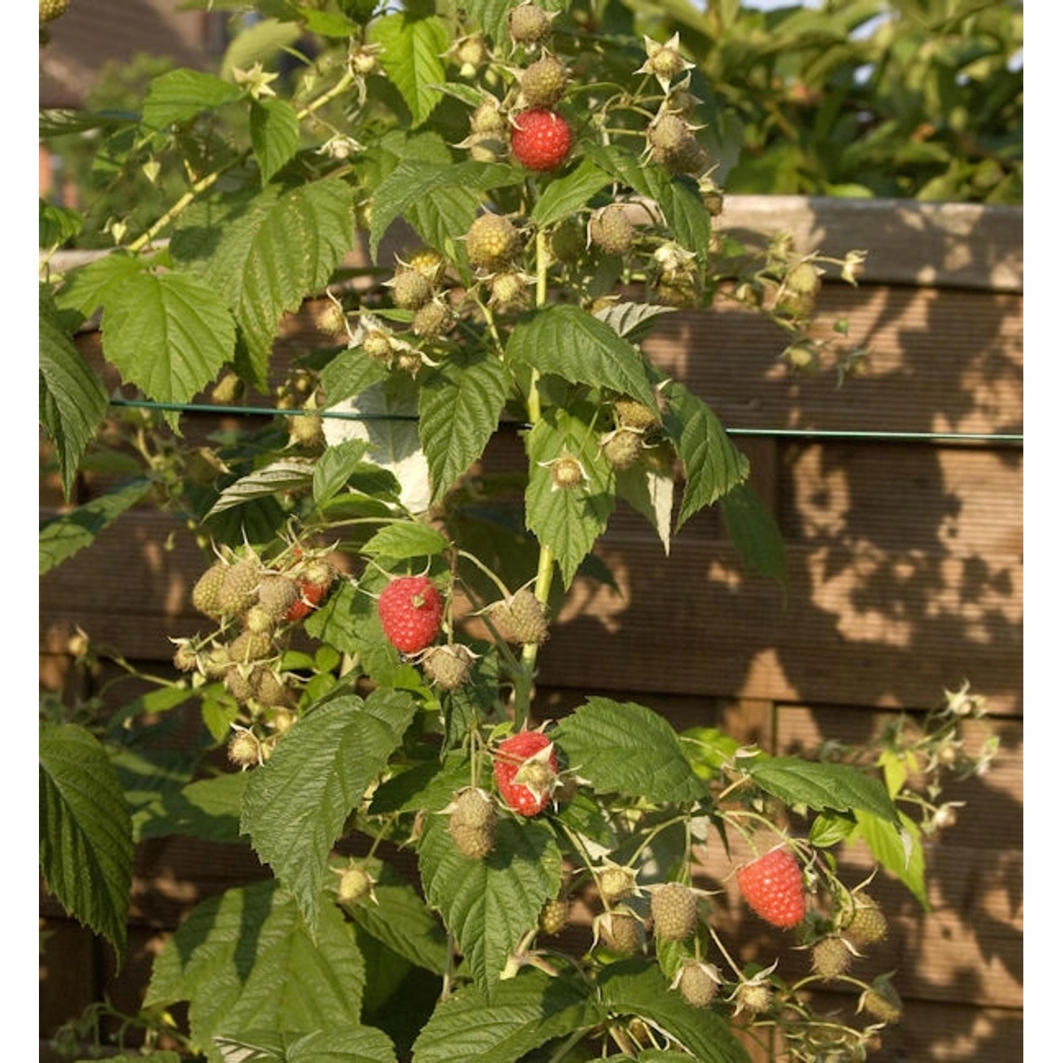 Himbeere Himbo Top - Rubus idaeus günstig online kaufen