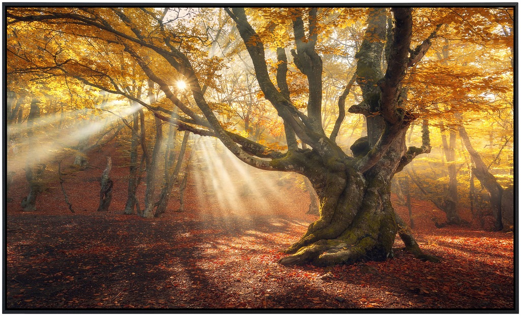 Papermoon Infrarotheizung »Magischer alter Baum Herbstwald«, sehr angenehme günstig online kaufen