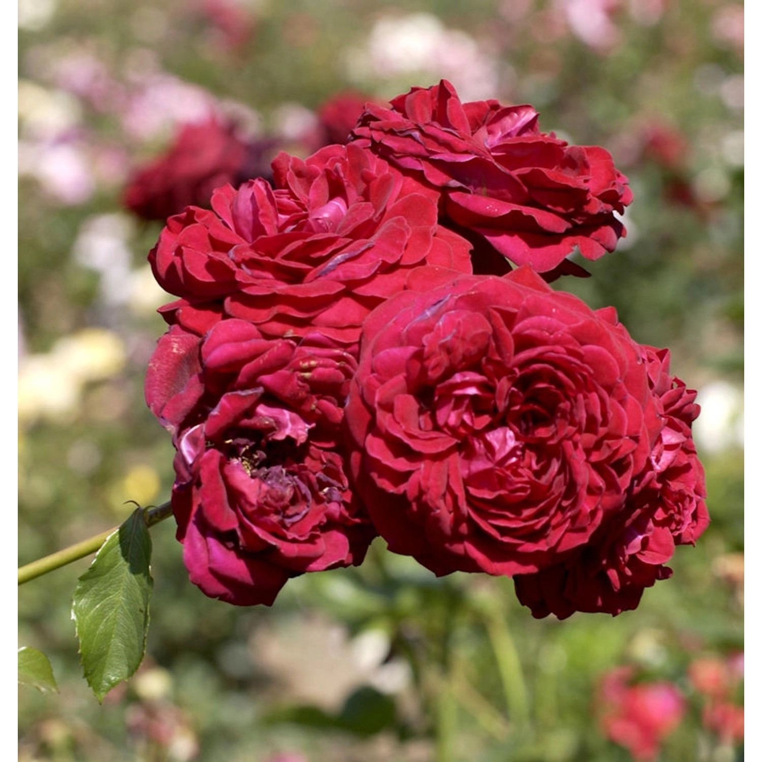 Floribundarose Jazz 30-60cm günstig online kaufen